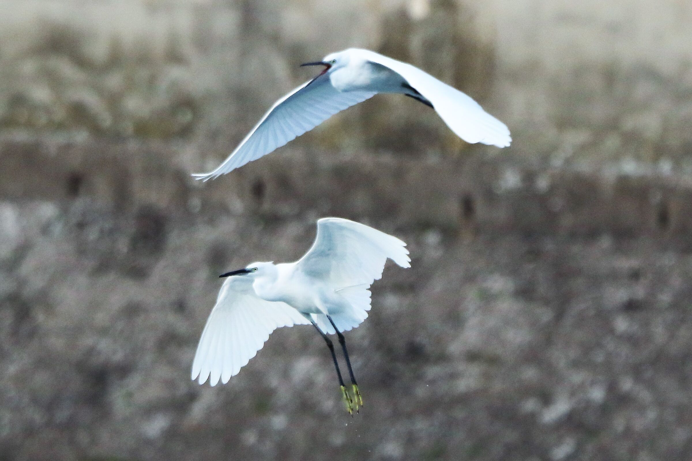 Egrets