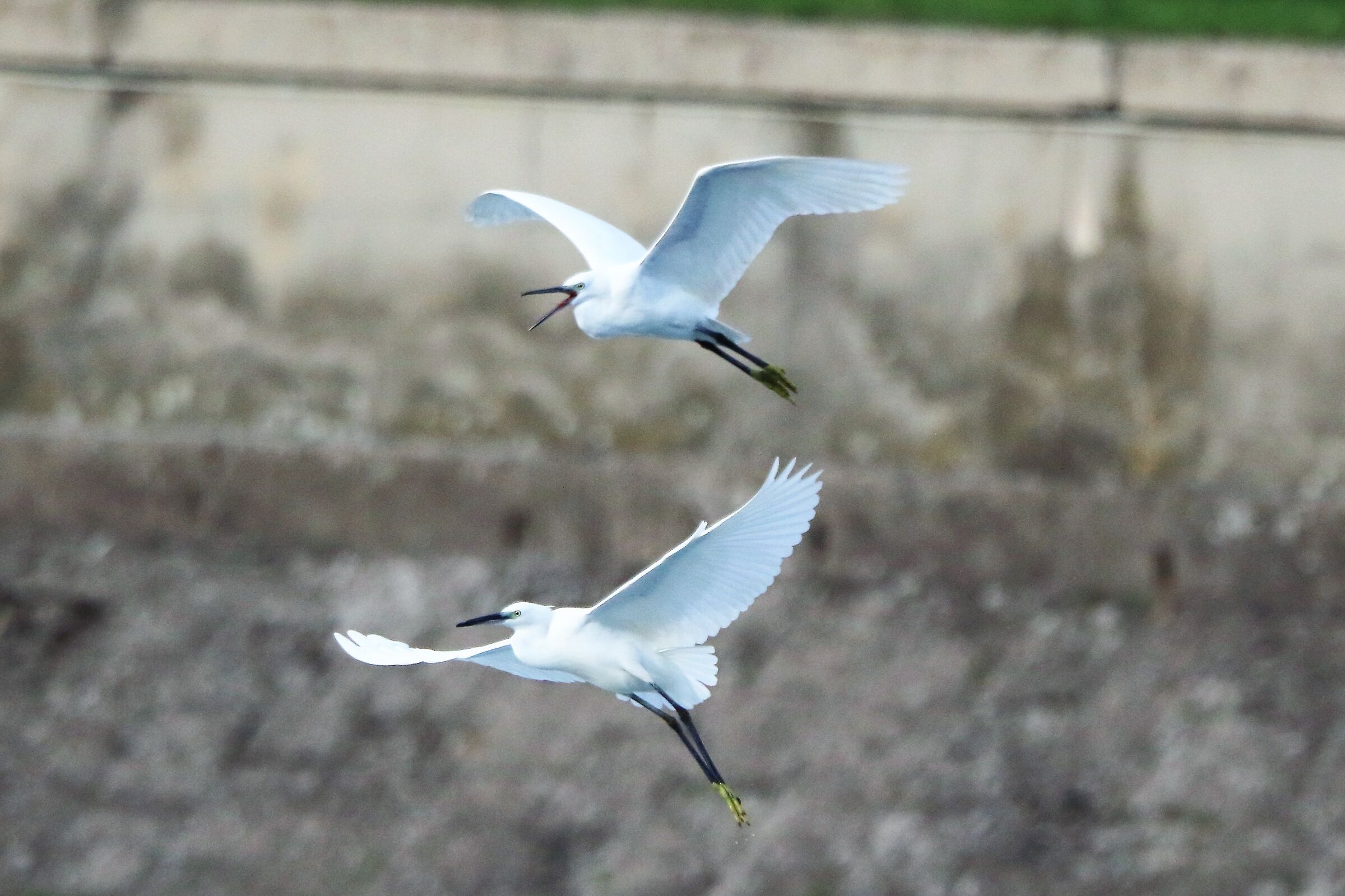 Egrets