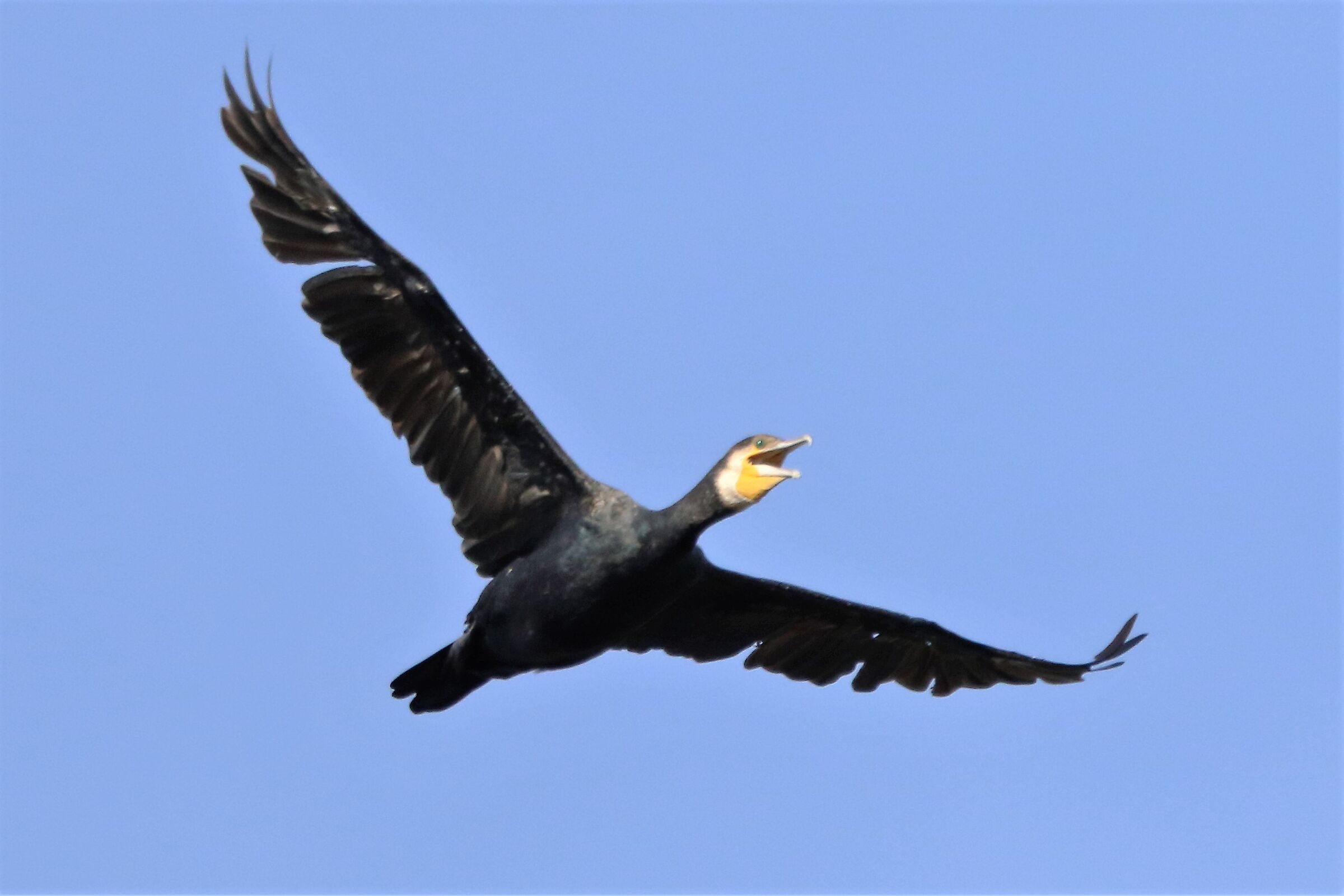 Cormorant 017