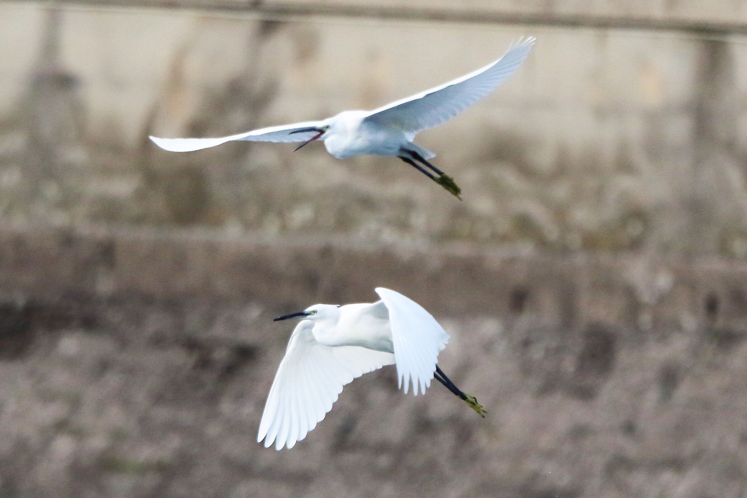 Egrets