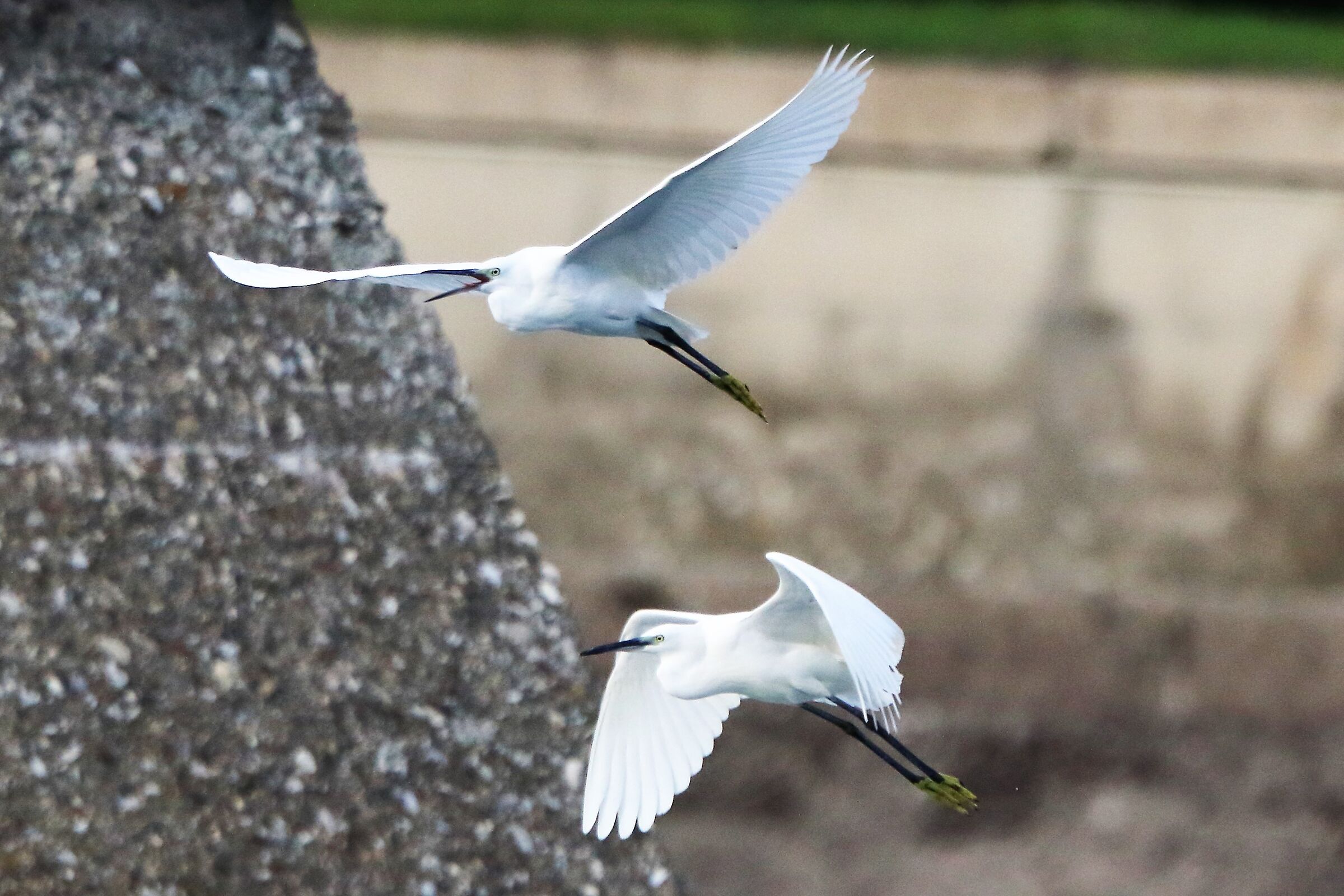 Egrets