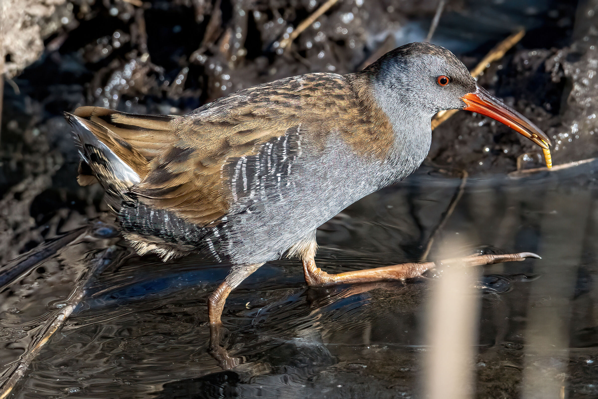Il porciglione europeo (Rallus aquaticus)