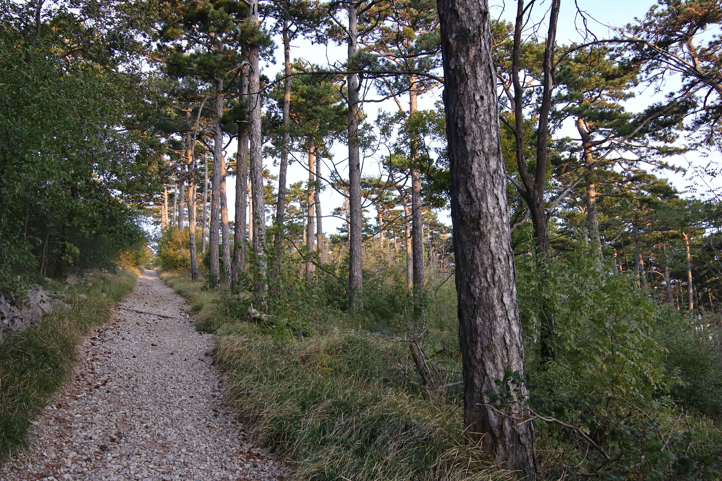 sentiero nel Carso