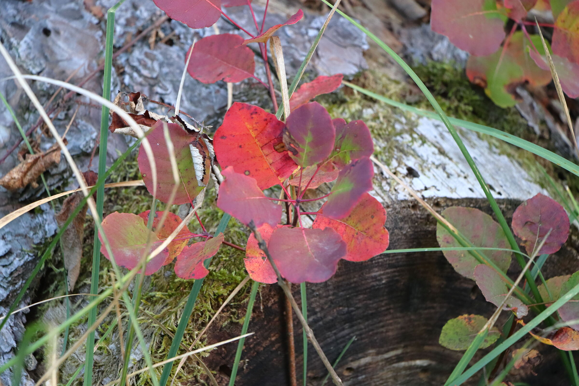il sommaco inizia a diventare rosso