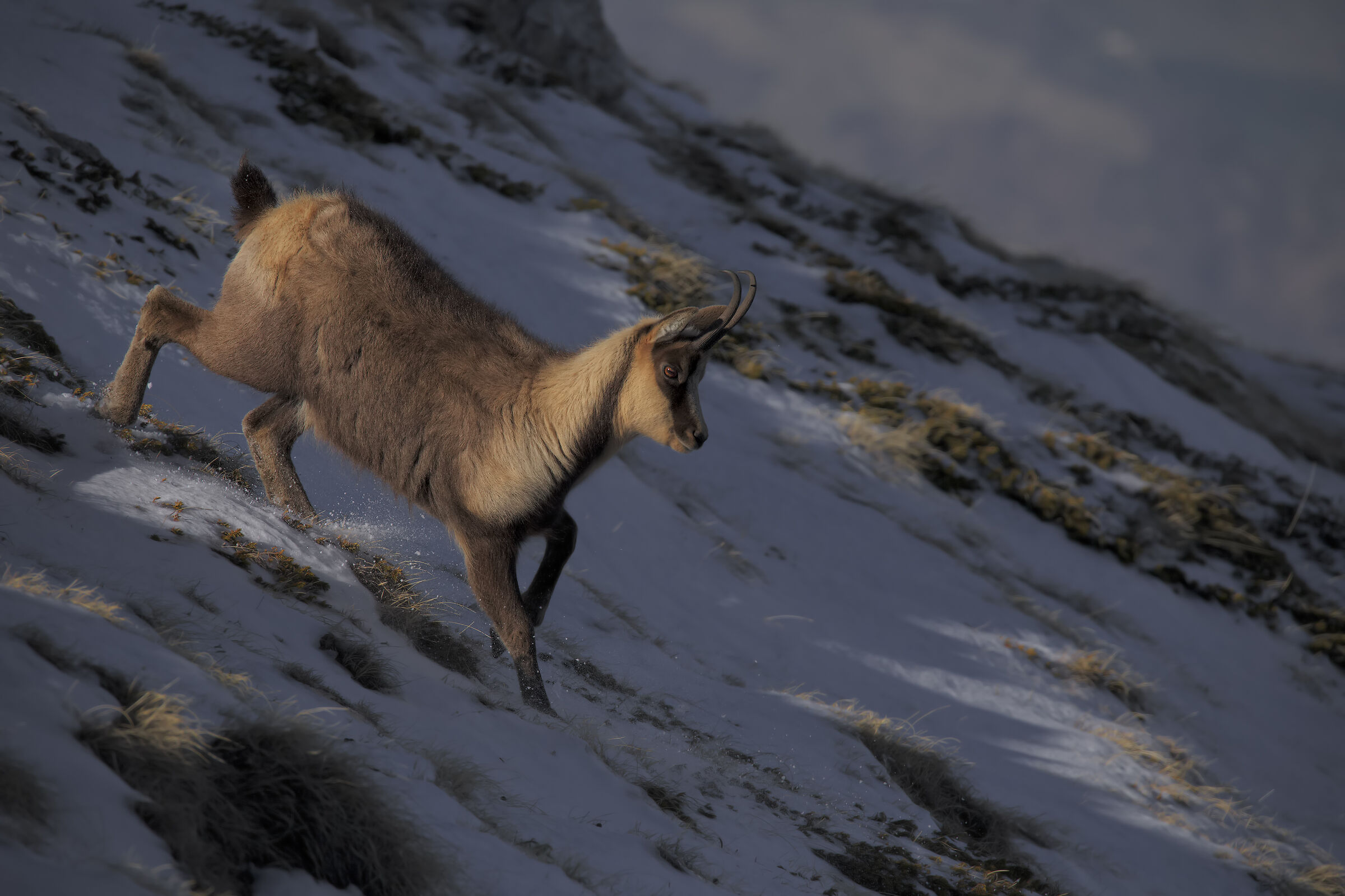 Camoscio appenninico