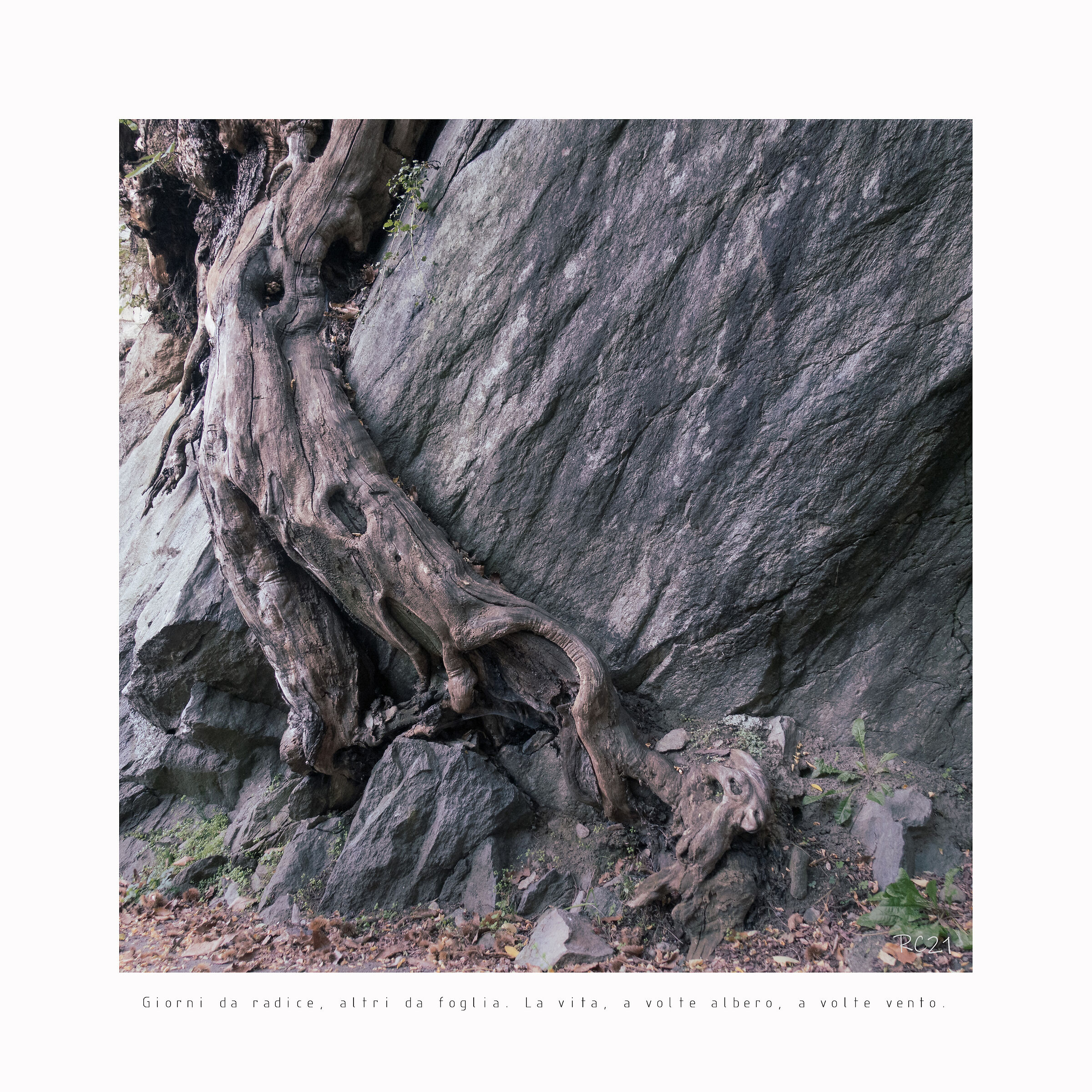 Giorni da radice, altri da foglia.