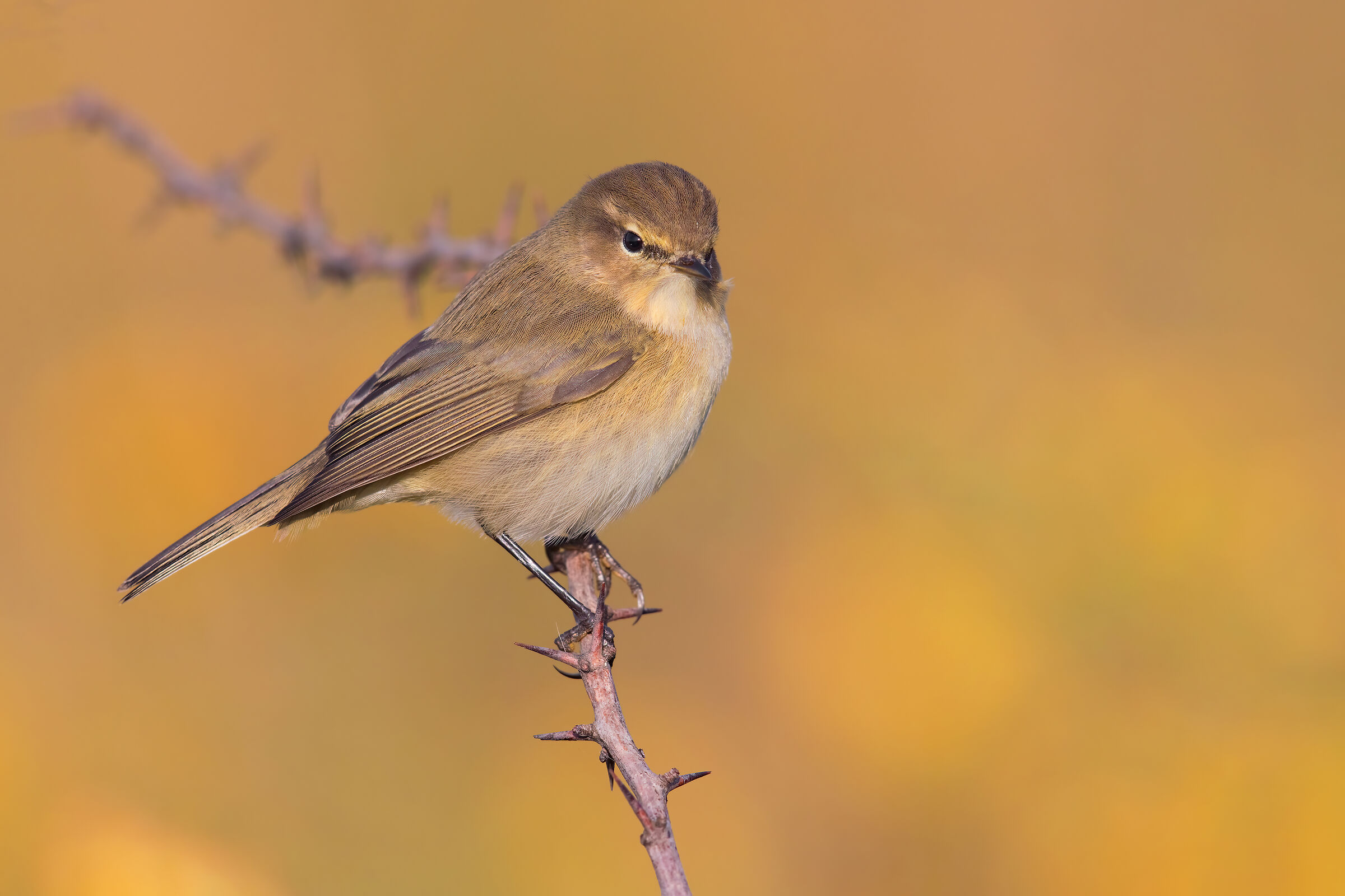 Chiffchaff