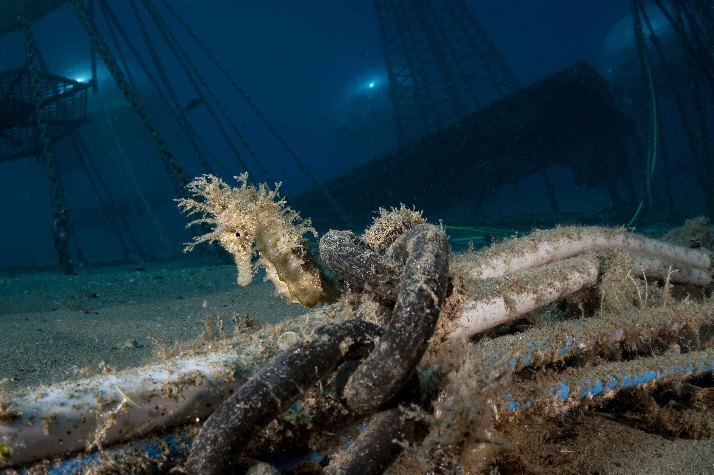 cavalluccio giallo sotto l'orto di Nemo - Noli