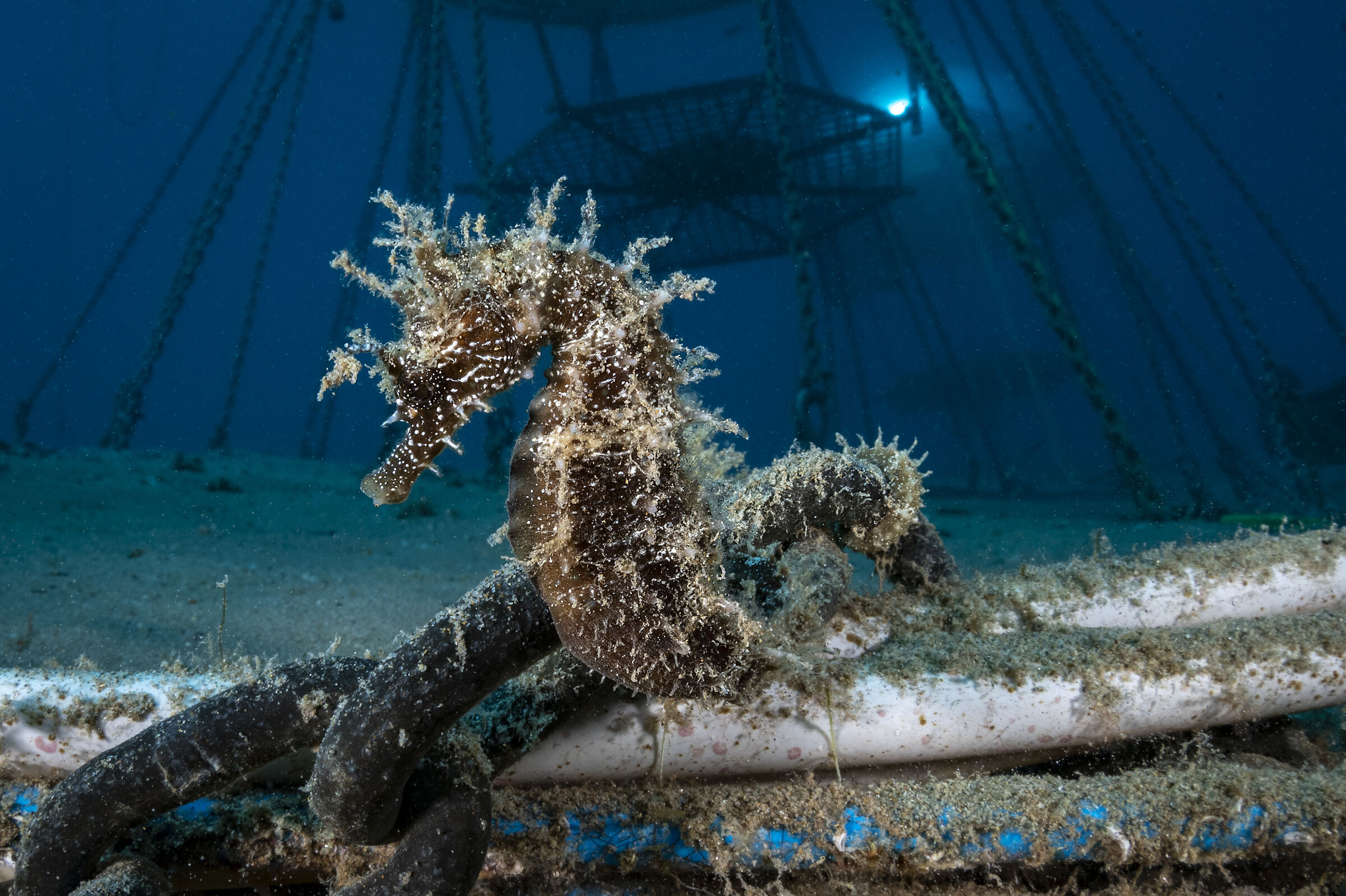 cavalluccio marrone sotto l'orto di Nemo - Noli