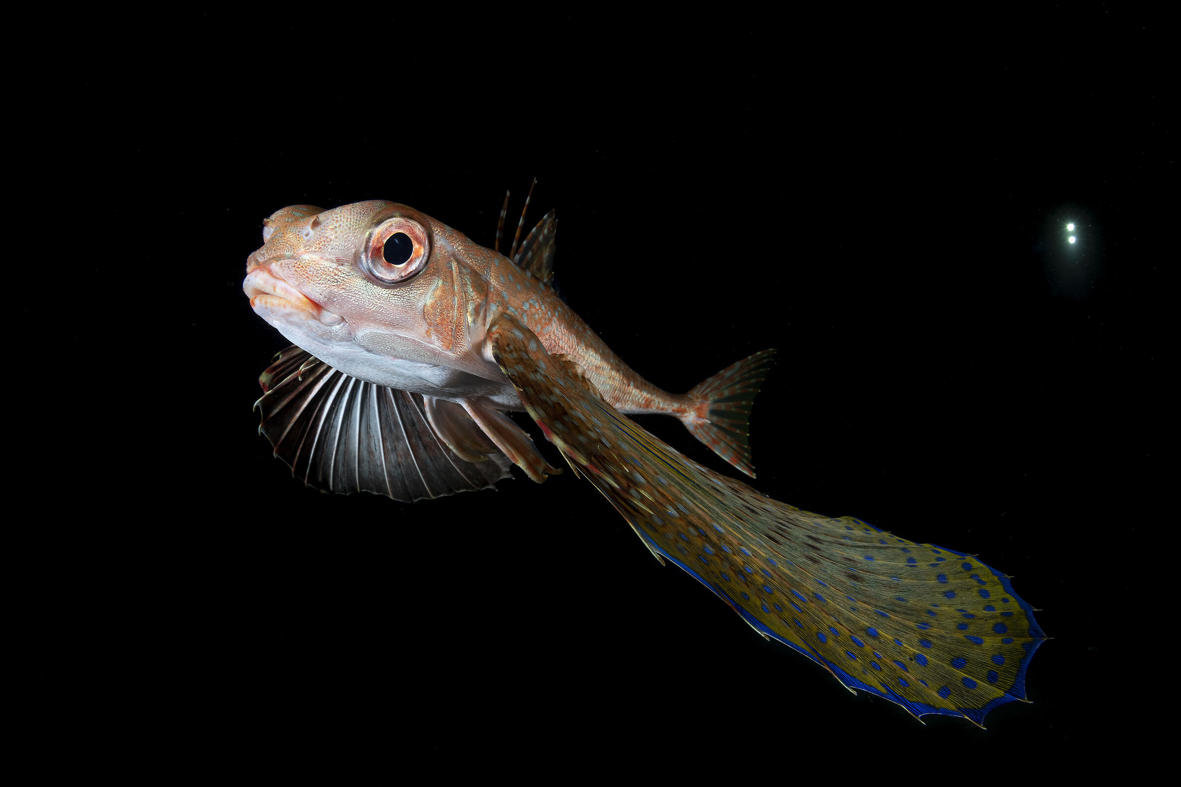 Pesce Civetta - immersione notturna