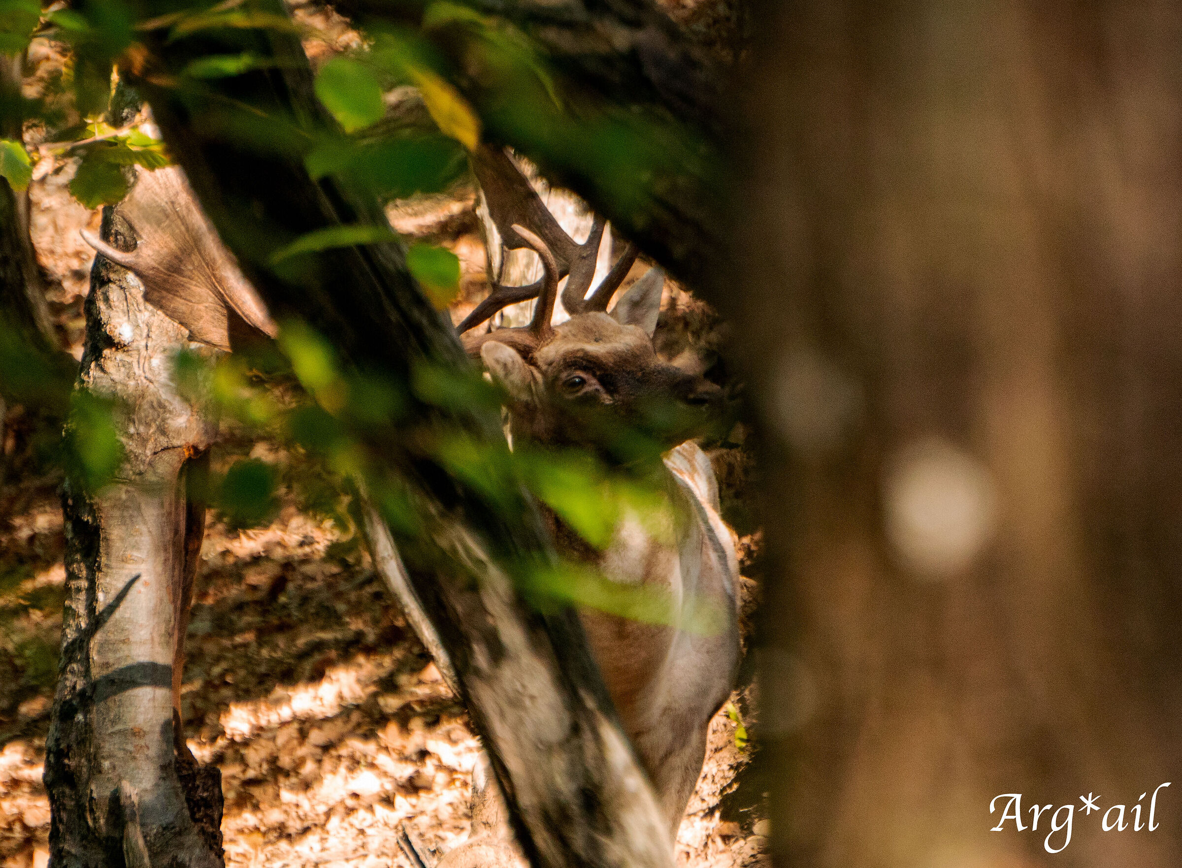 Fallow deer