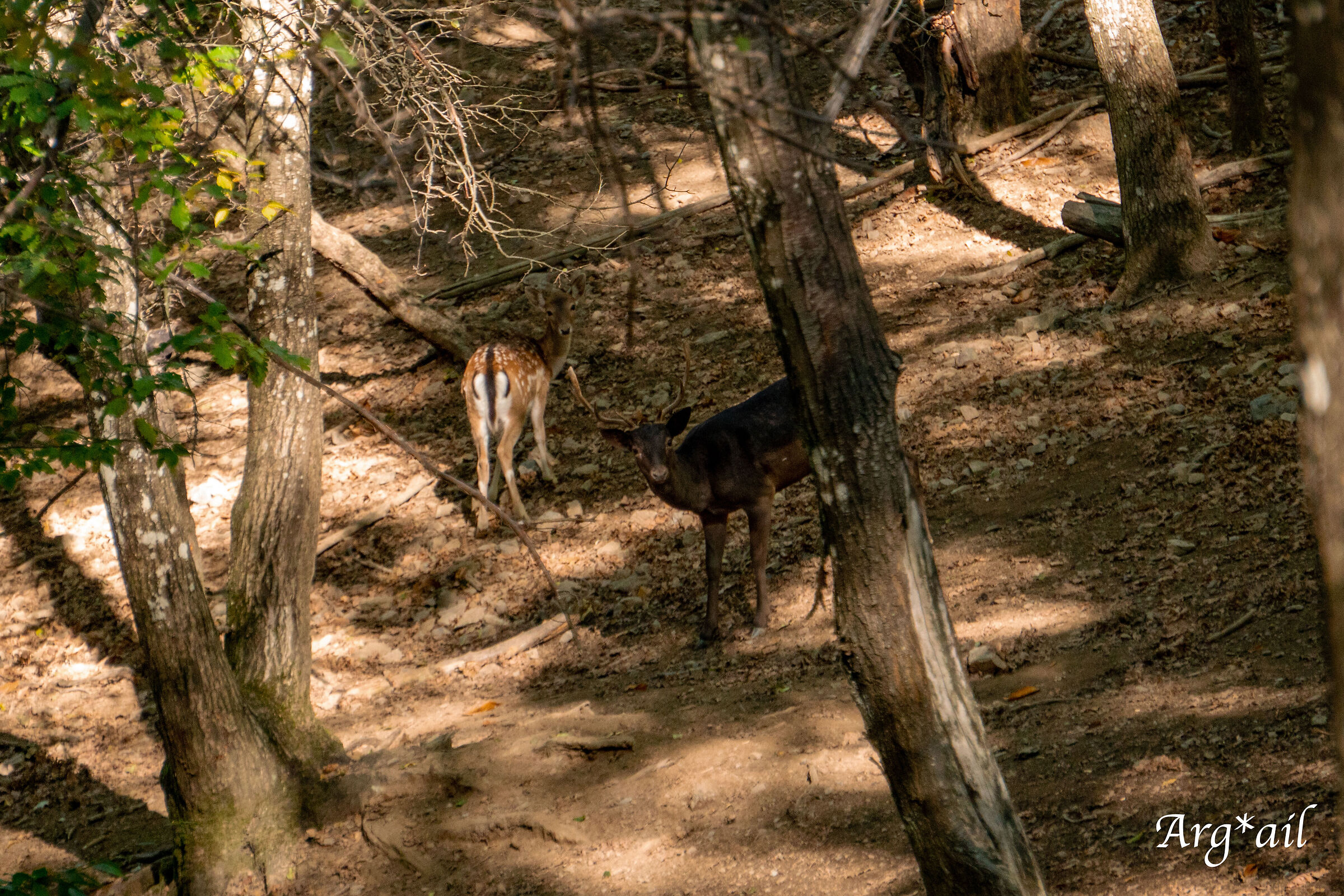 Fallow deer