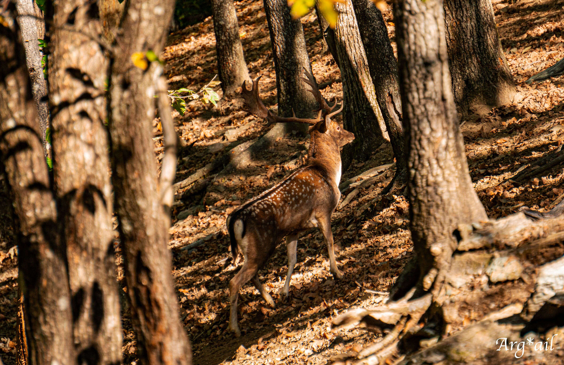 Fallow deer