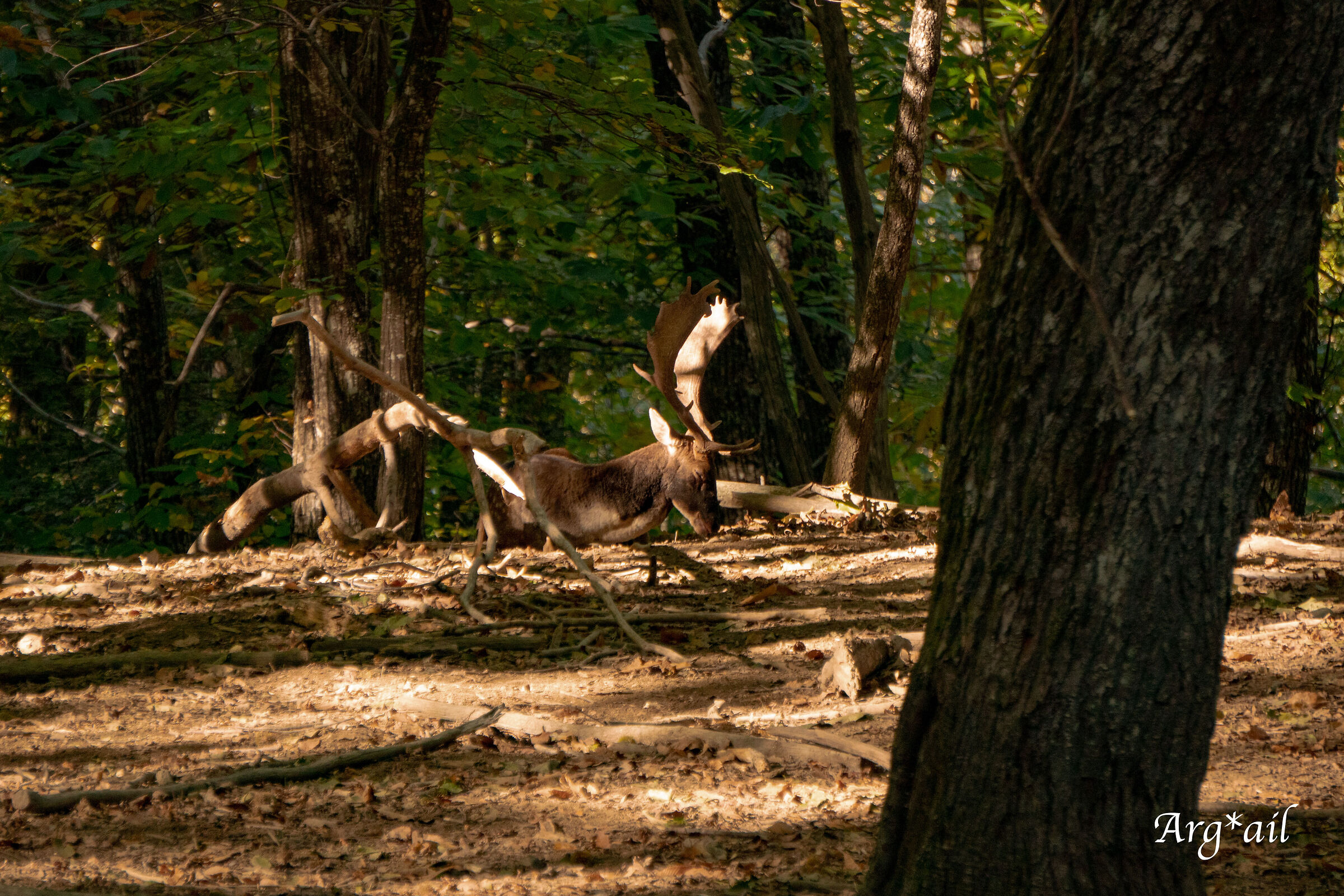 Deers at rest