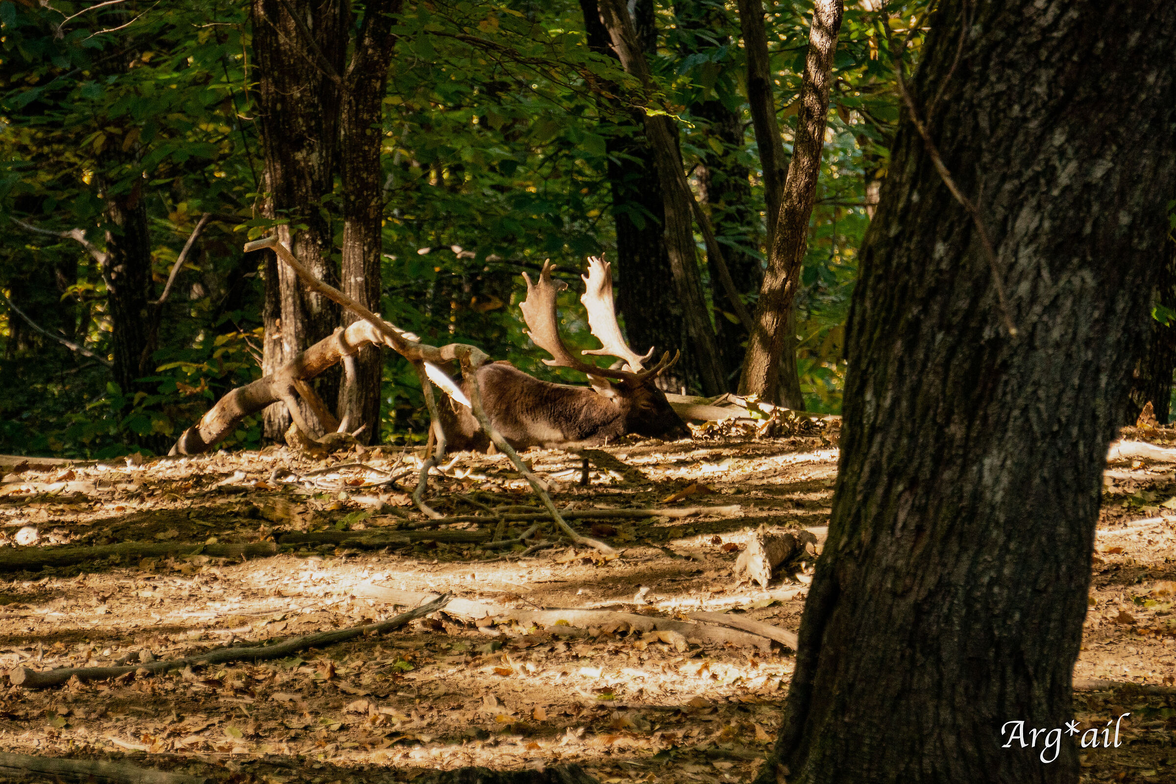 Deers at rest