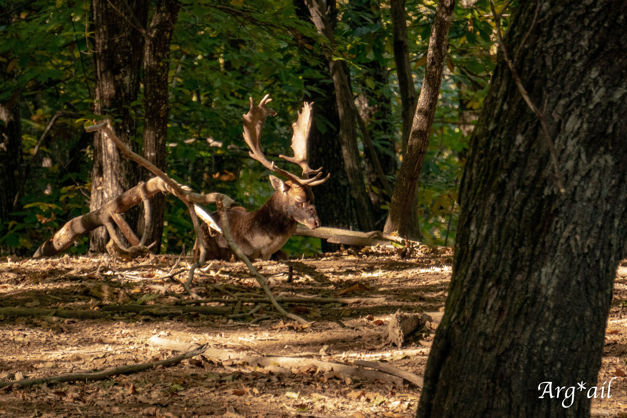 Deer at rest