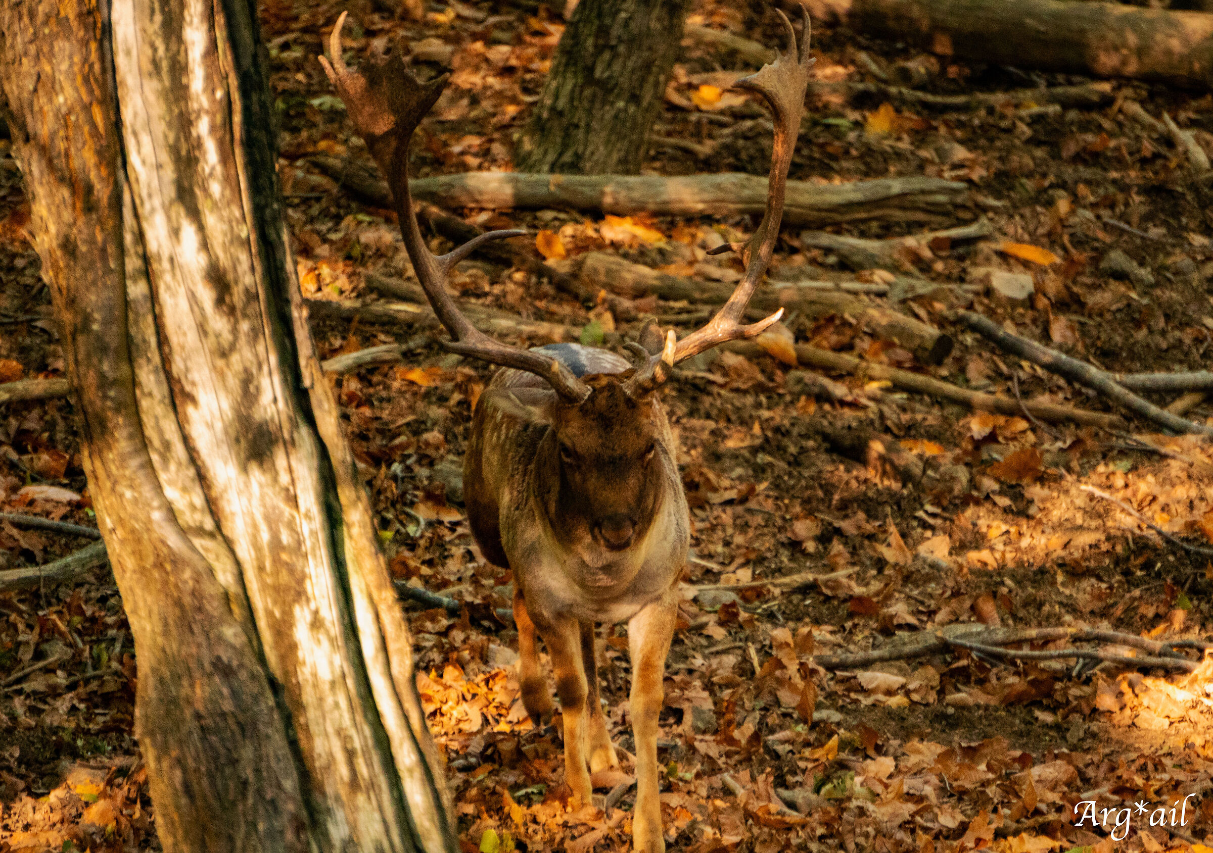 Deers in front