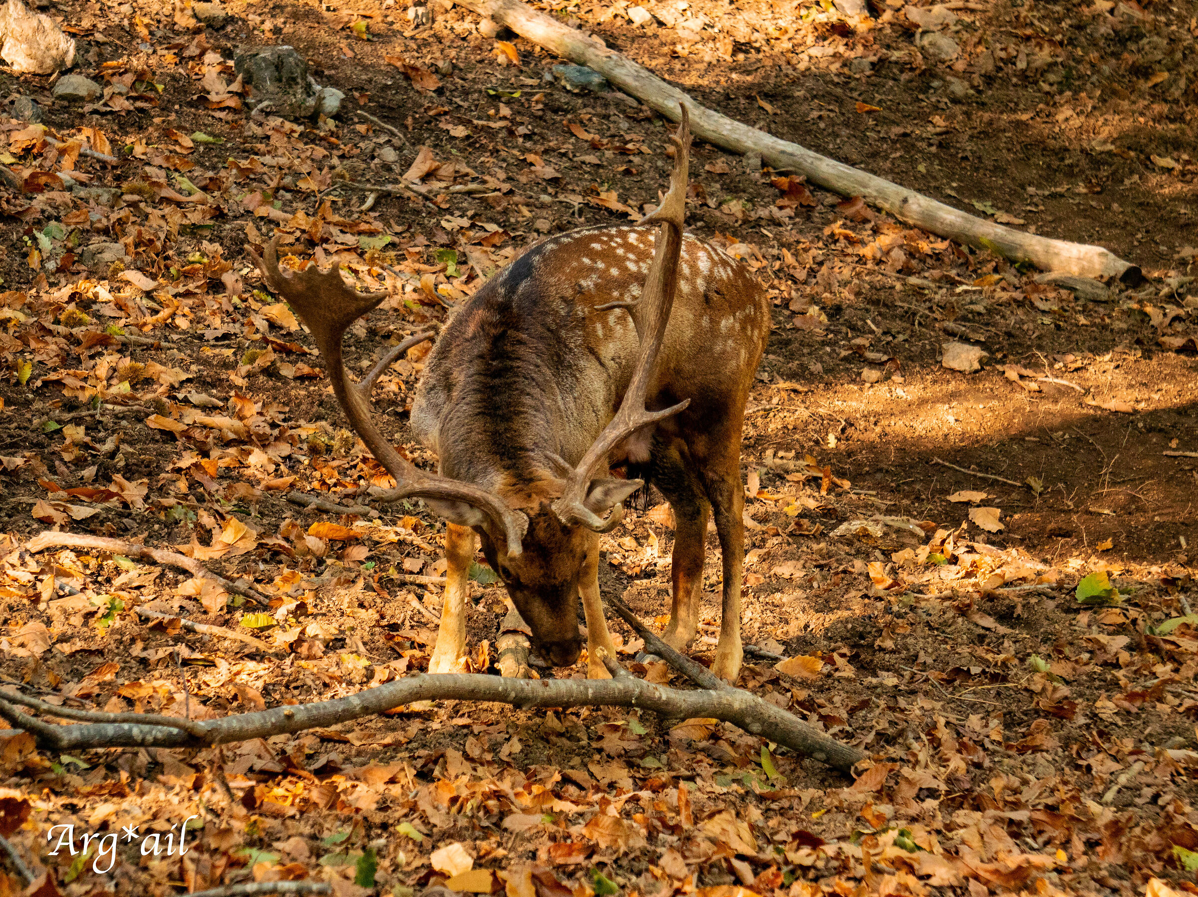 Fallow deer