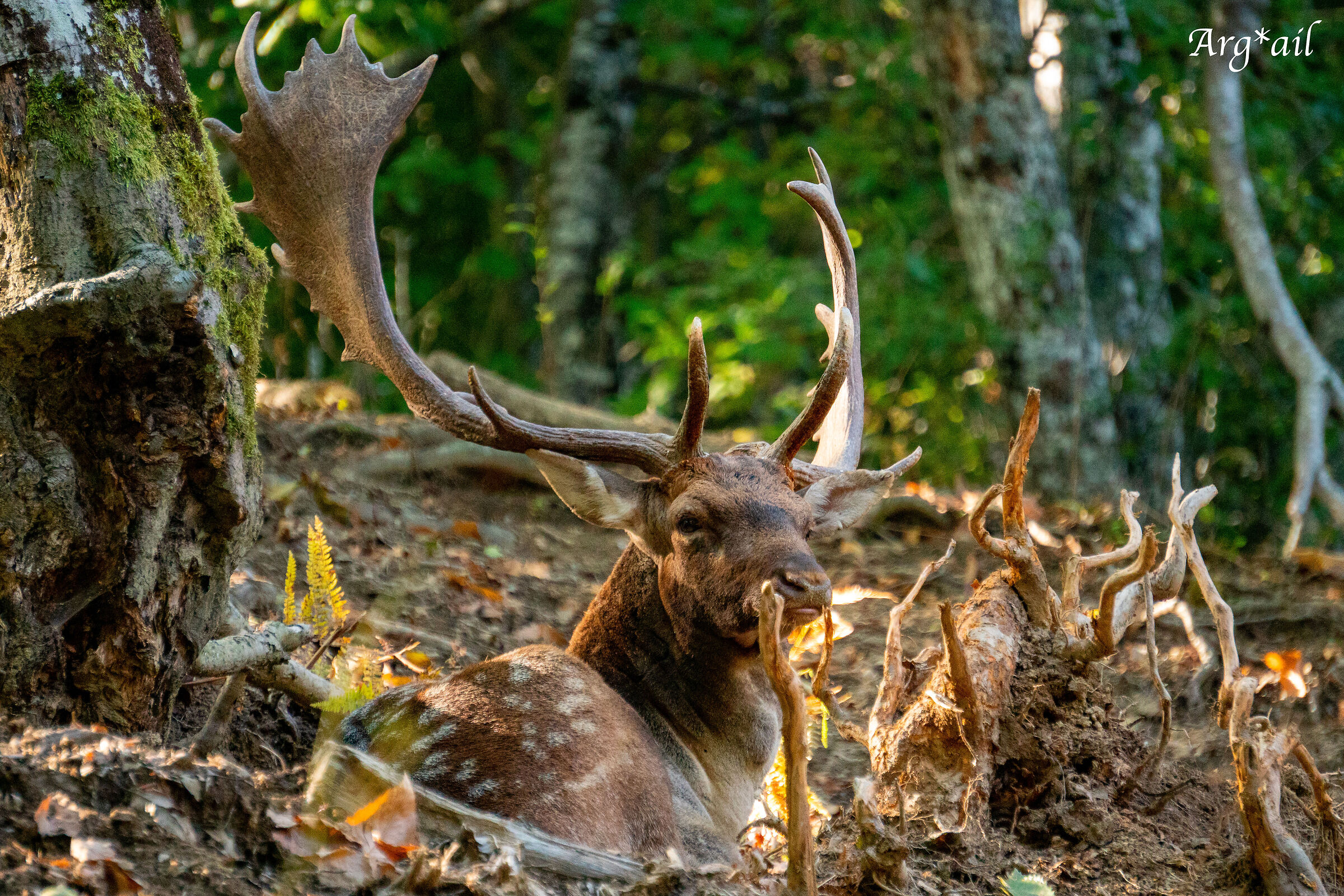 Fallow deer