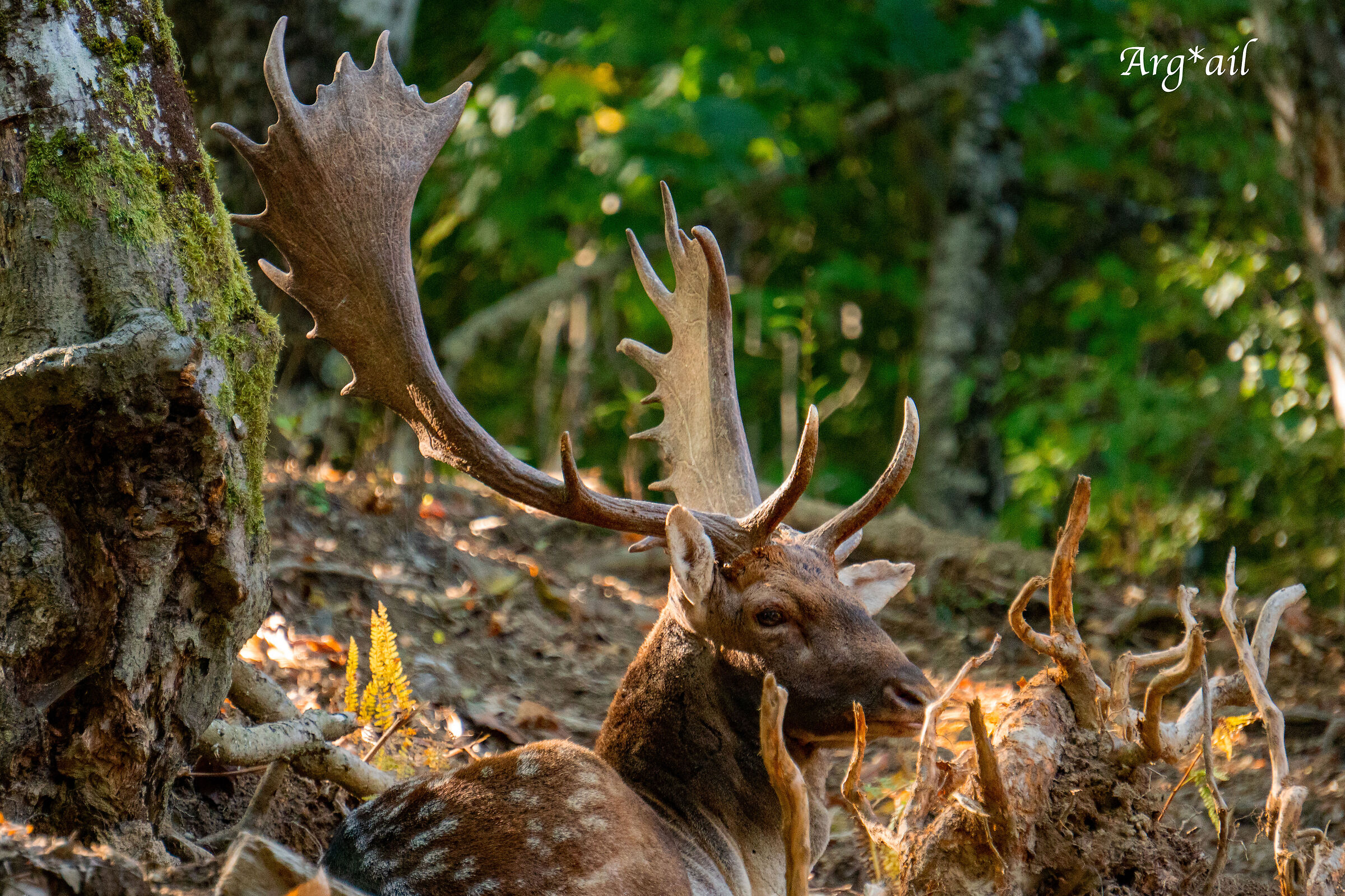 Deers first floor