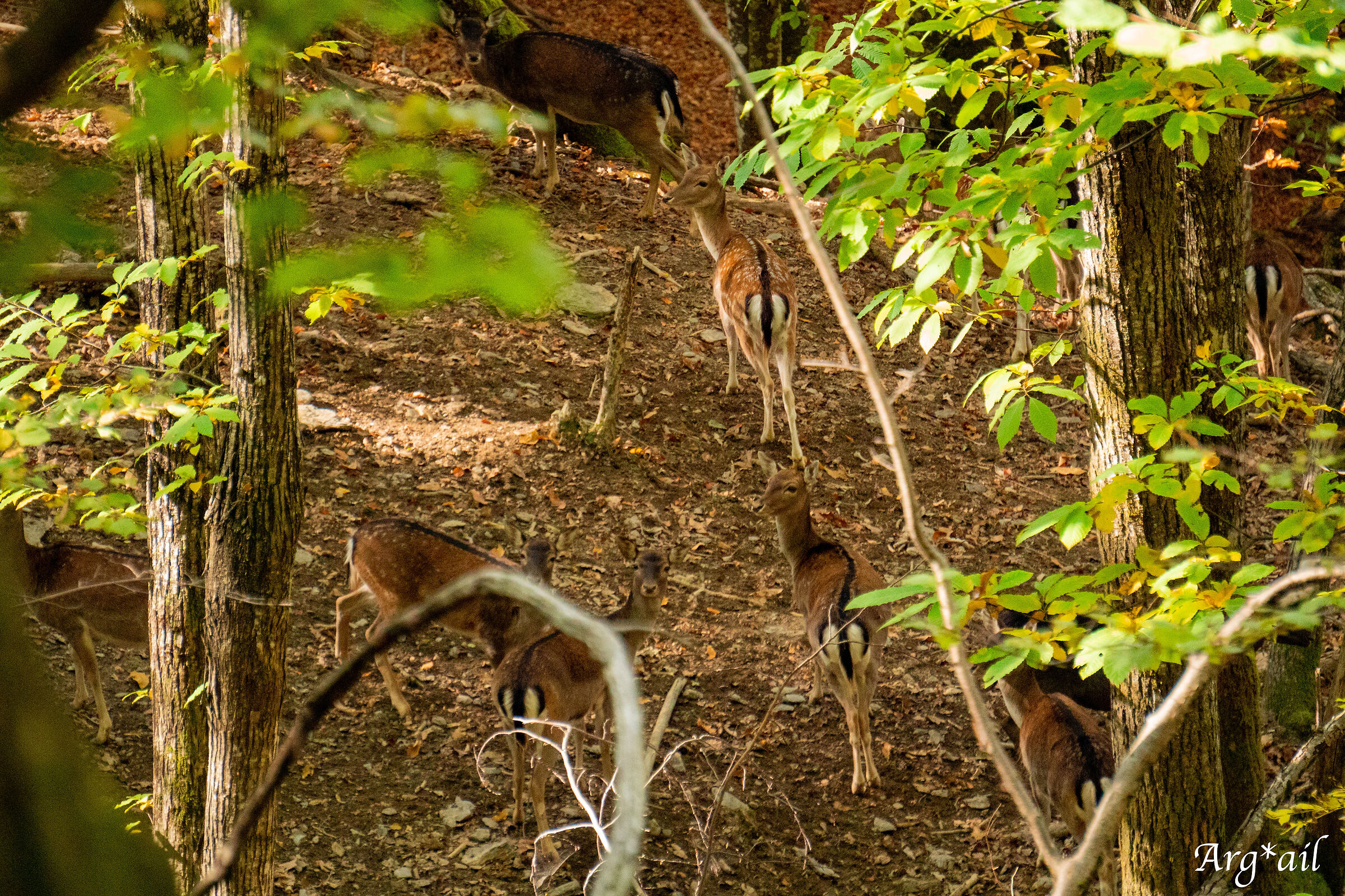 Herd