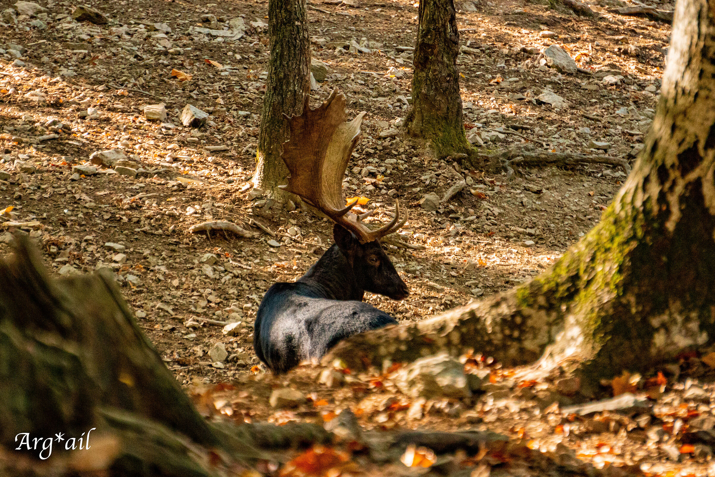 Black deer
