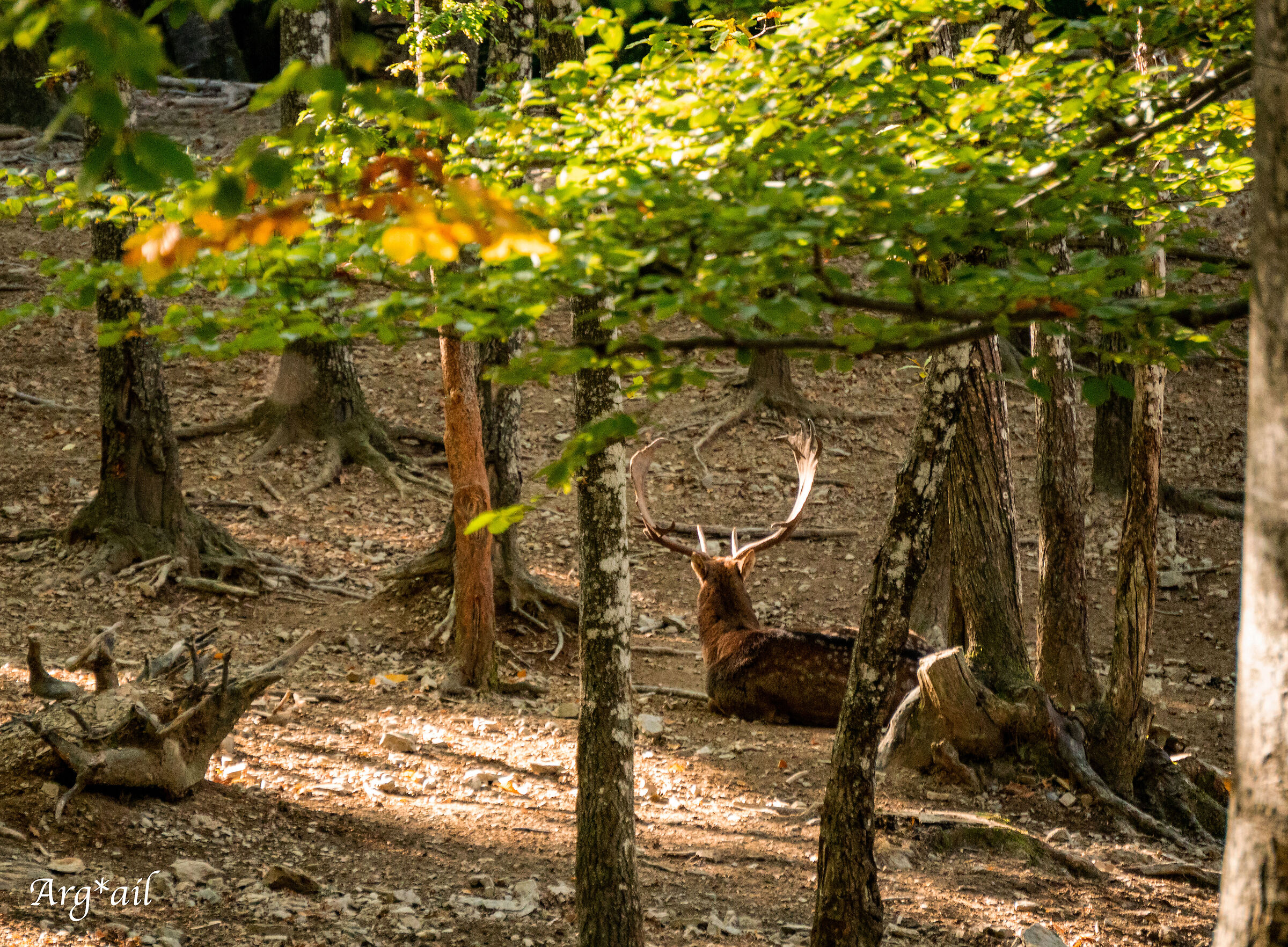 Black deer