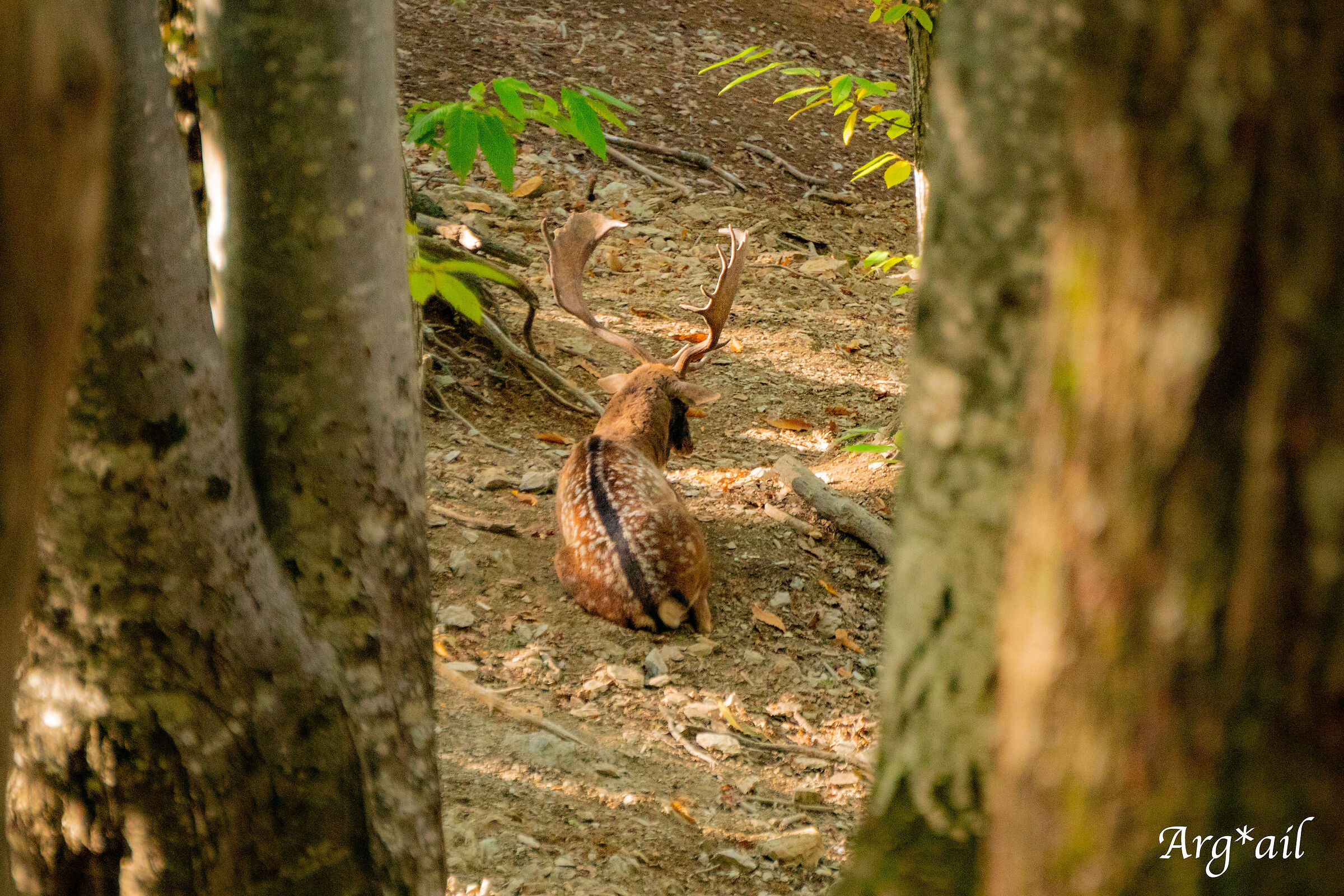 Deers at rest