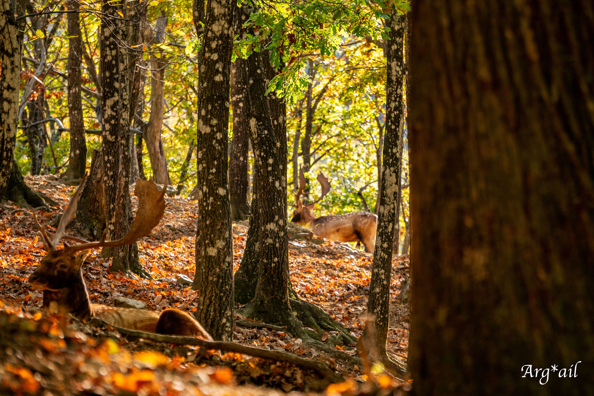 Fallow deer
