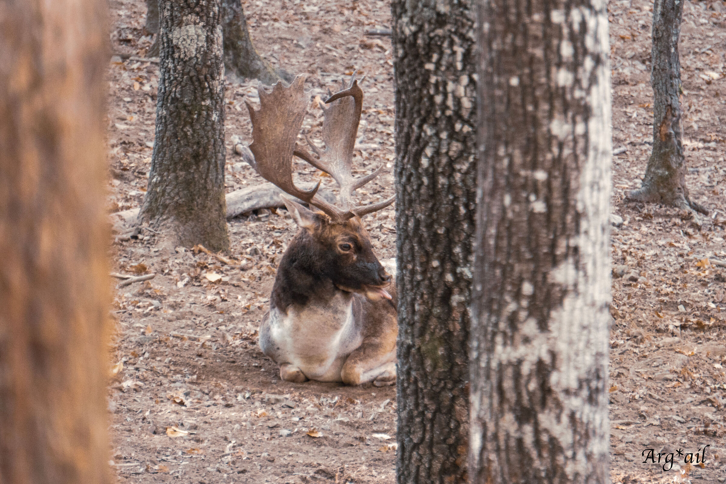 Fallow deer