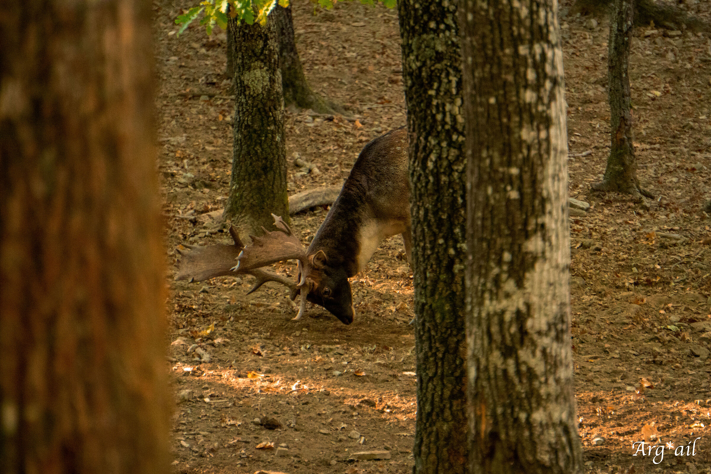 Fallow deer