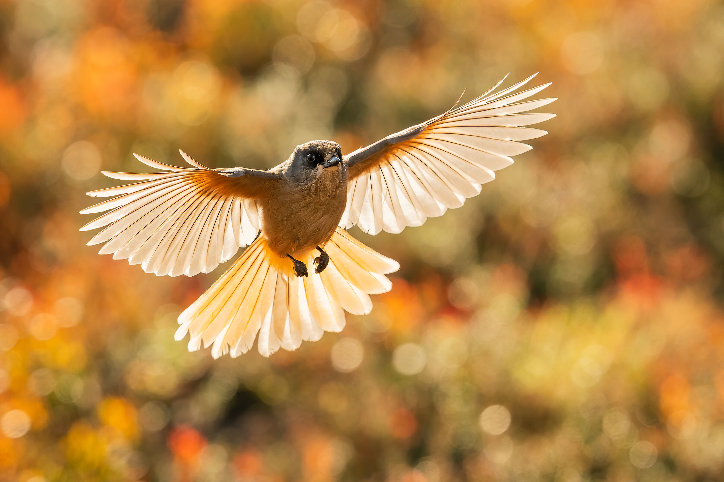 Siberiana in controluce