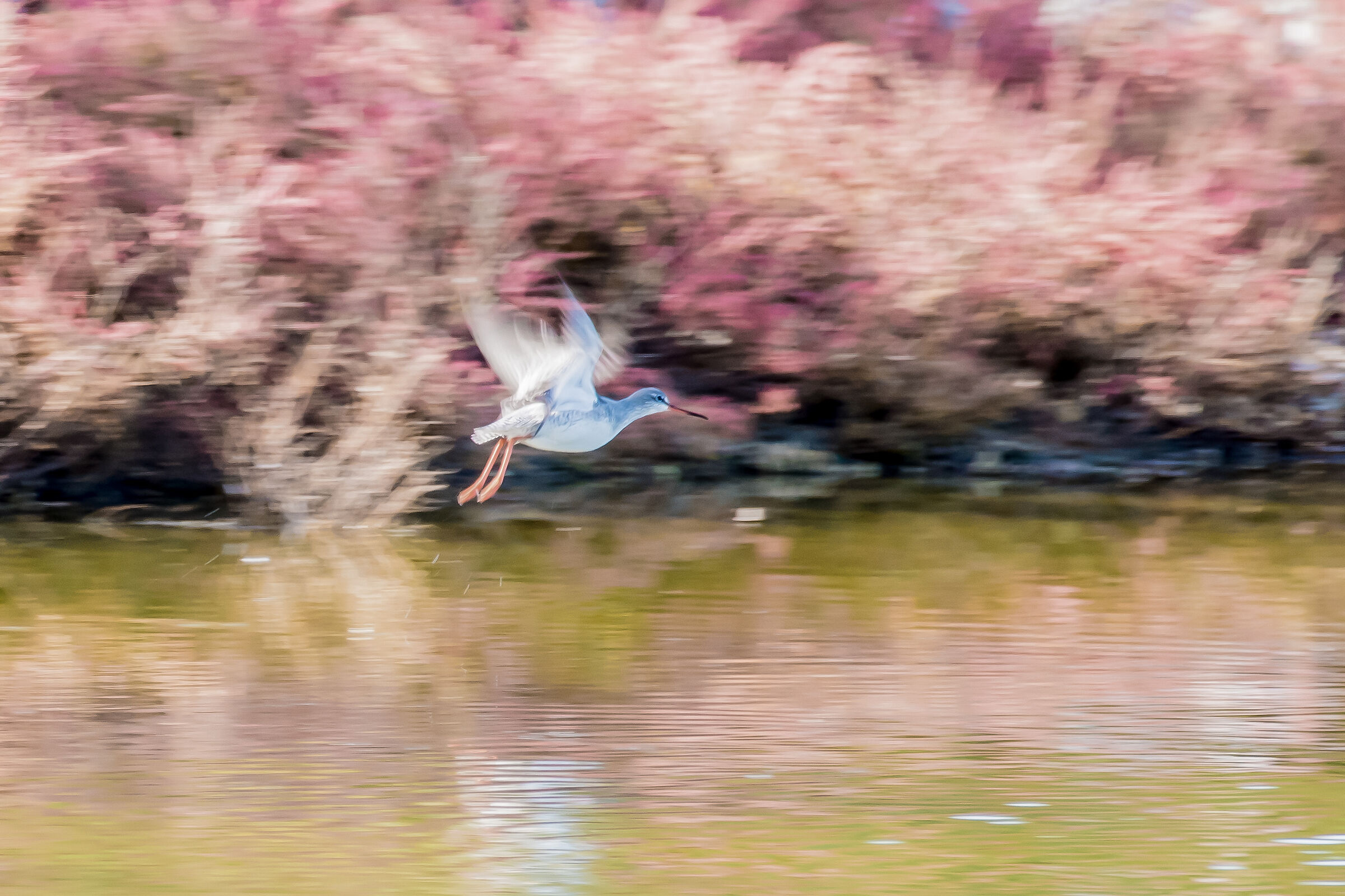 Totano in volo su salicornia