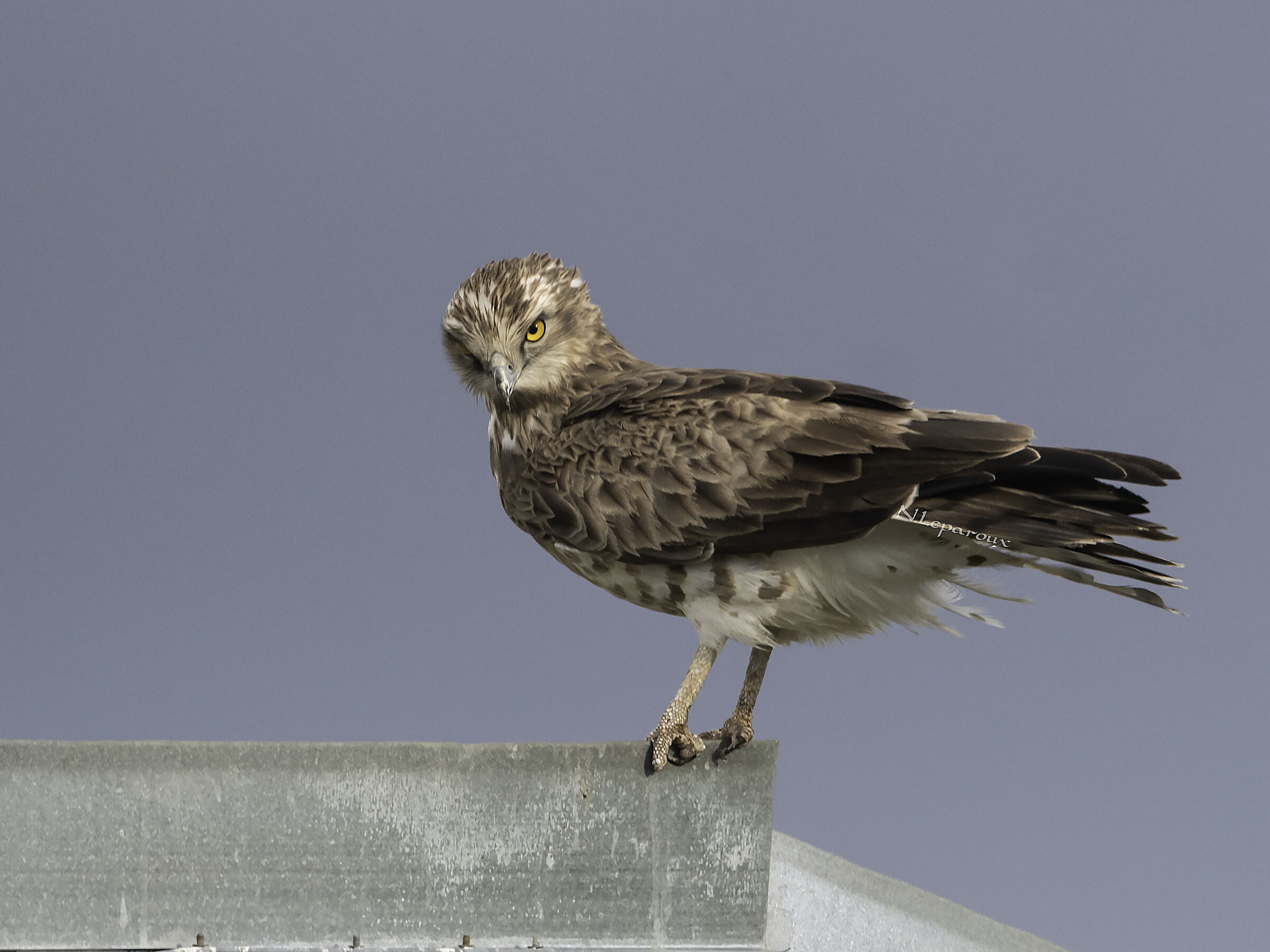 Circaëte Jean-le-Blanc
