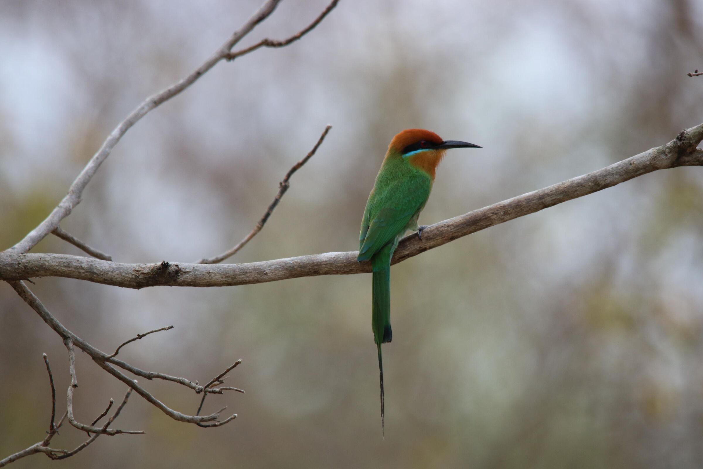 European Bee-eater