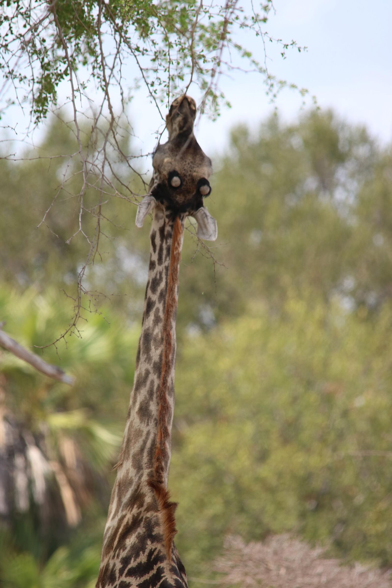 The luck of being ... Raffa!