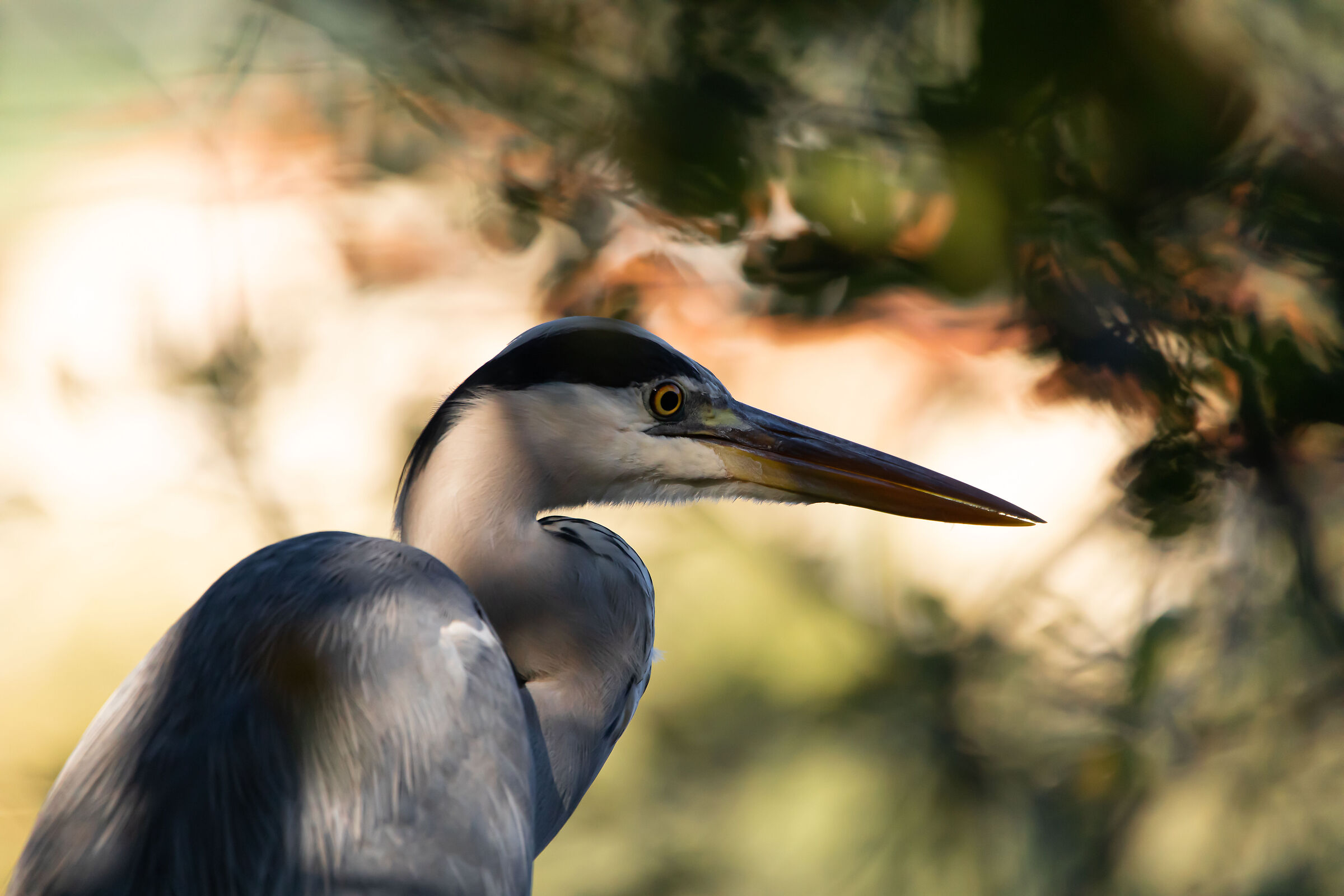 primo piano del signore del lago