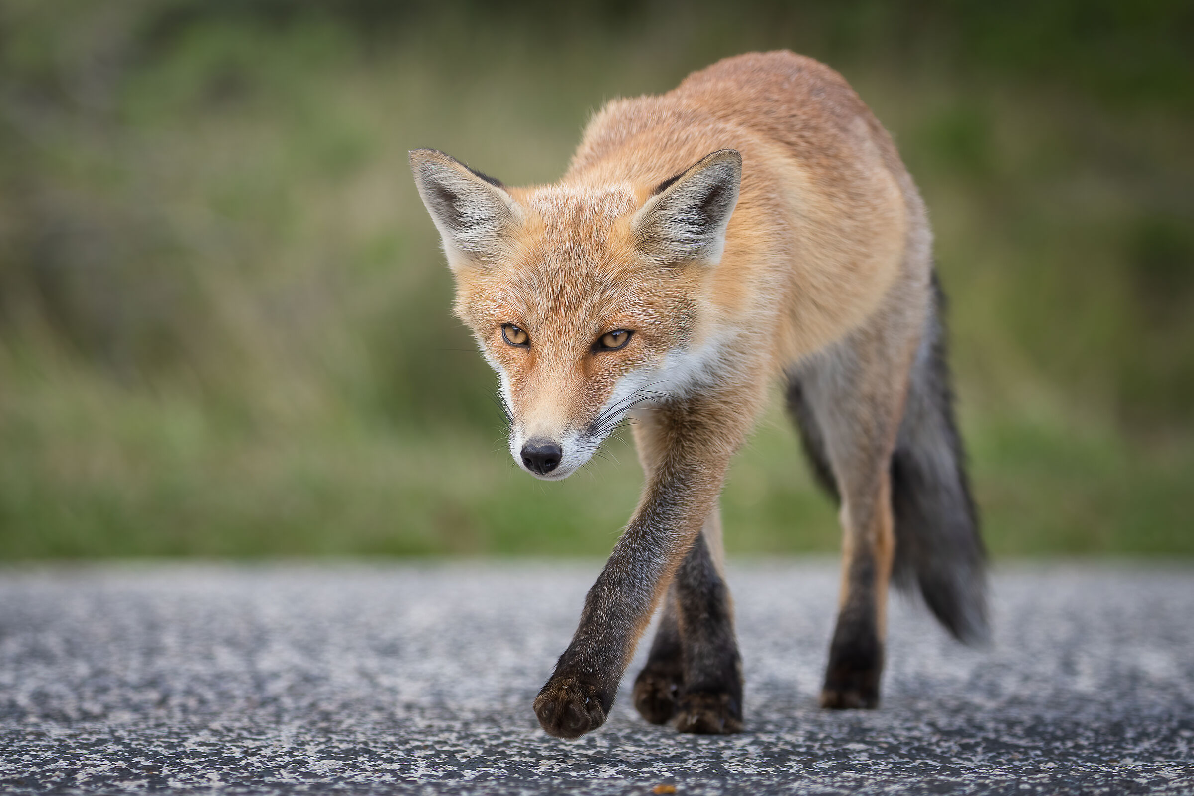 Volpetta on the road