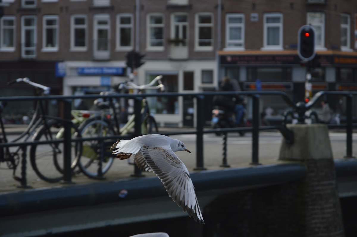 Fauna di Amsterdam