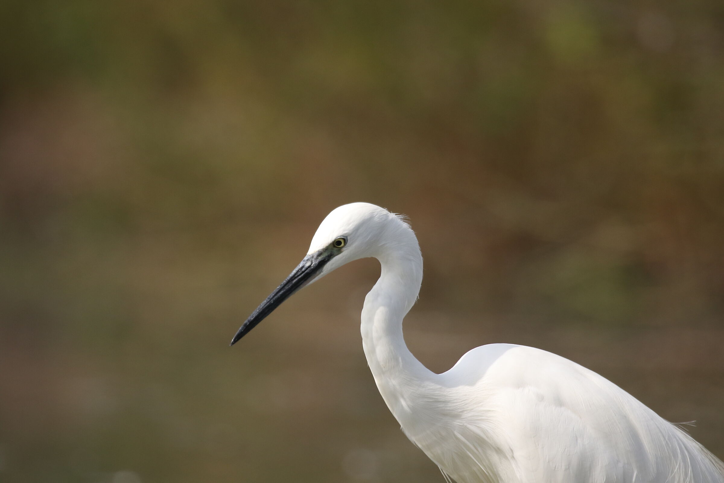 egret
