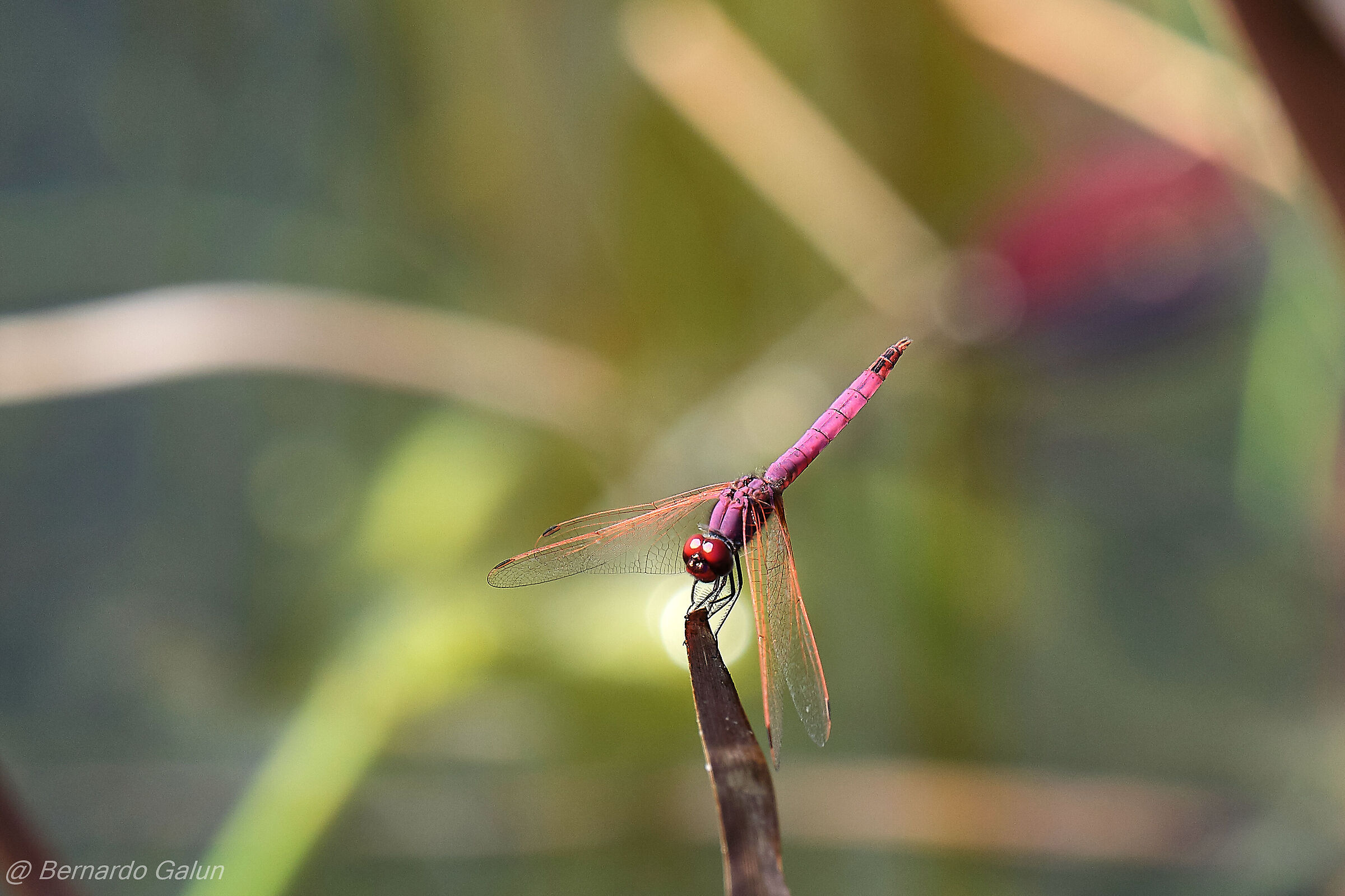 The nature creates spectacular insects