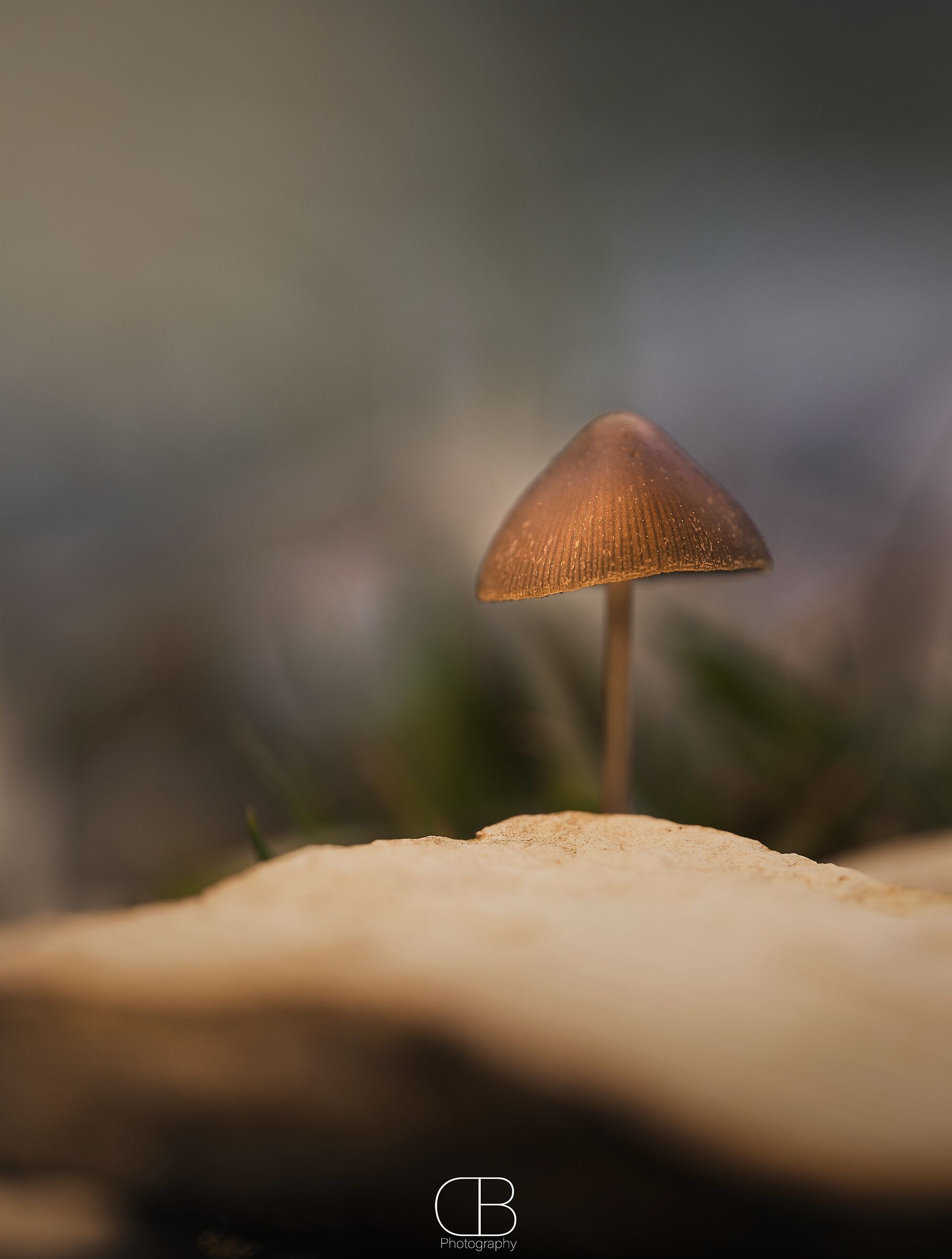 Mushroom's vibes