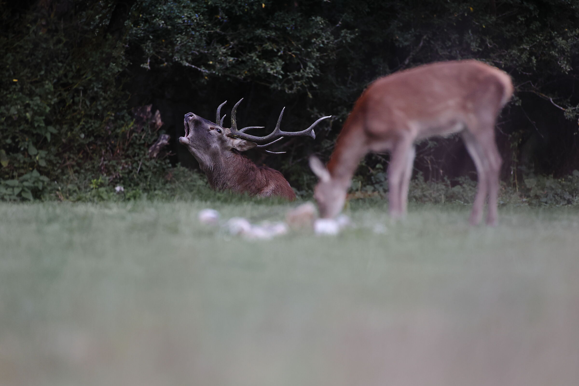 The king and his beautiful