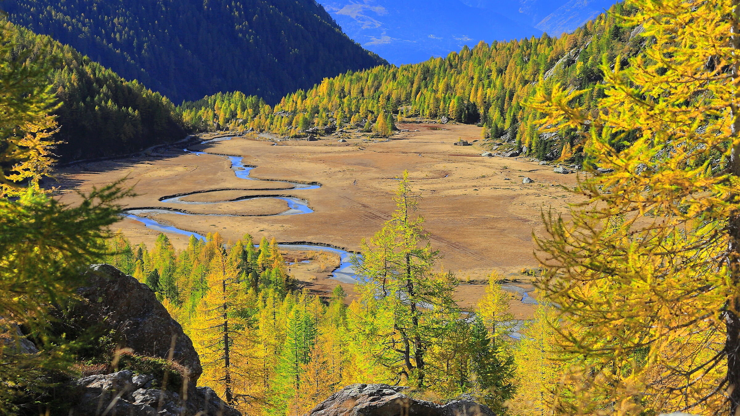 foliage, Larici nella Piana di Preda Rossa