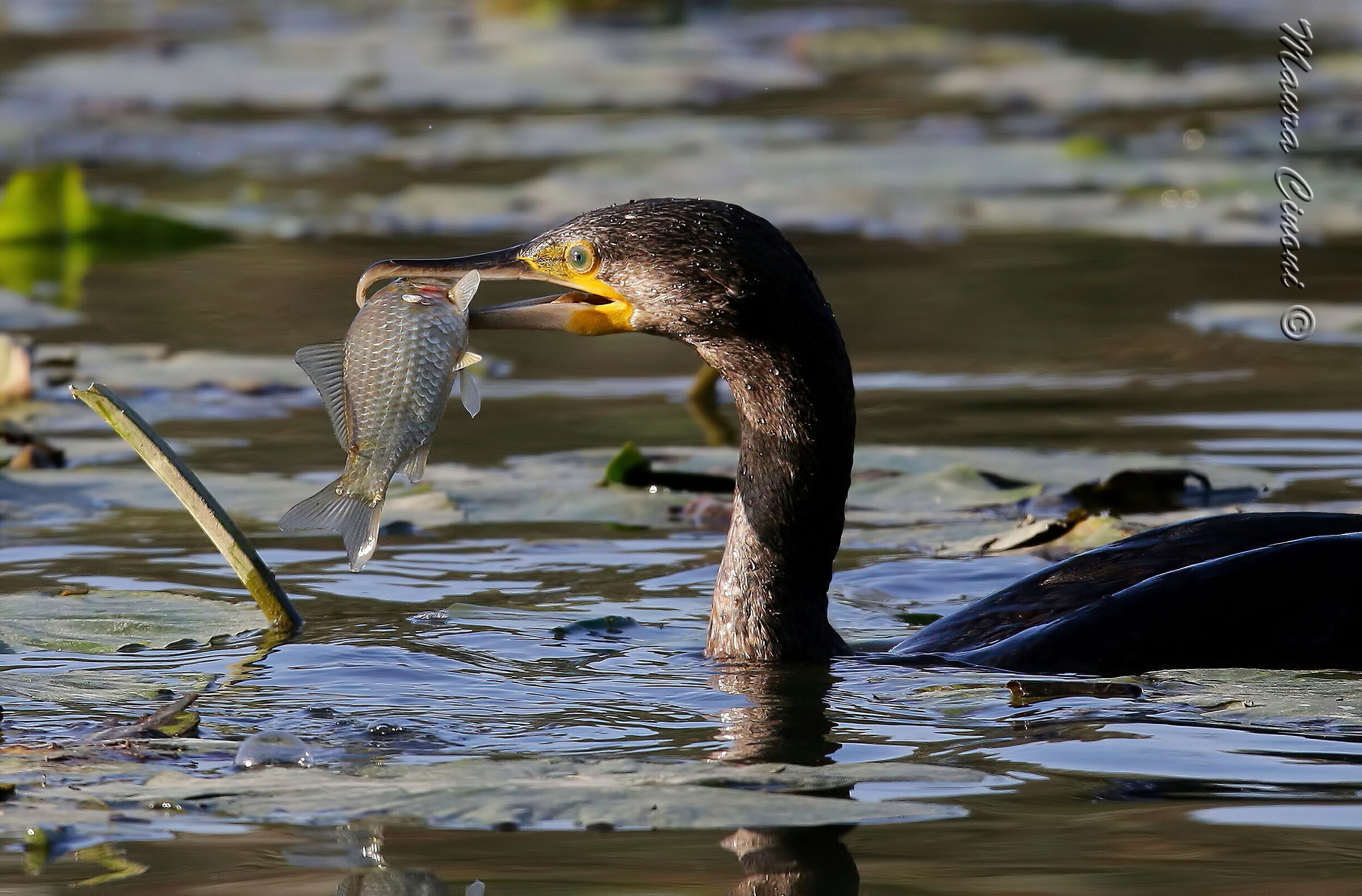 Il Cormorano e la pesca