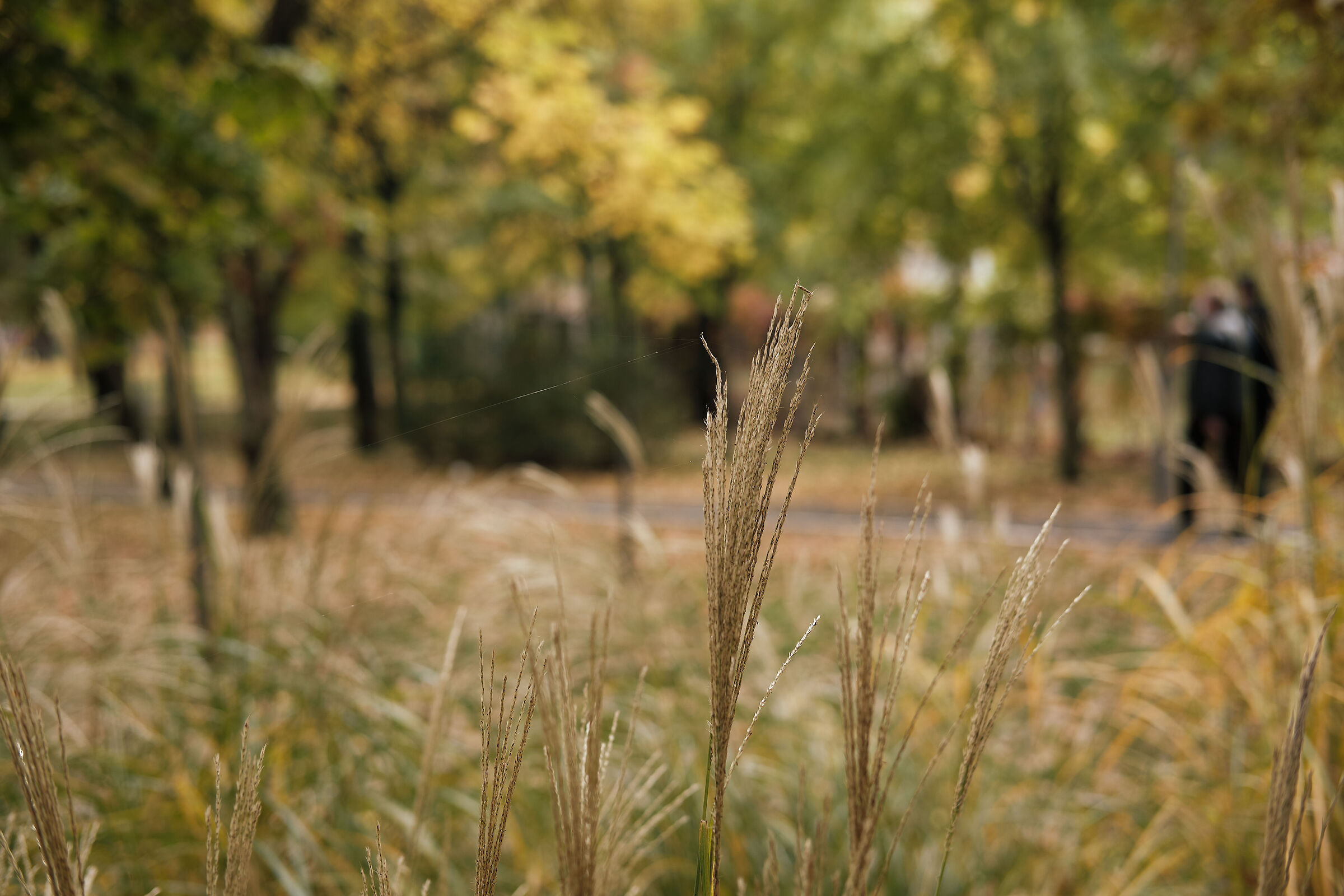Walking through the autumn