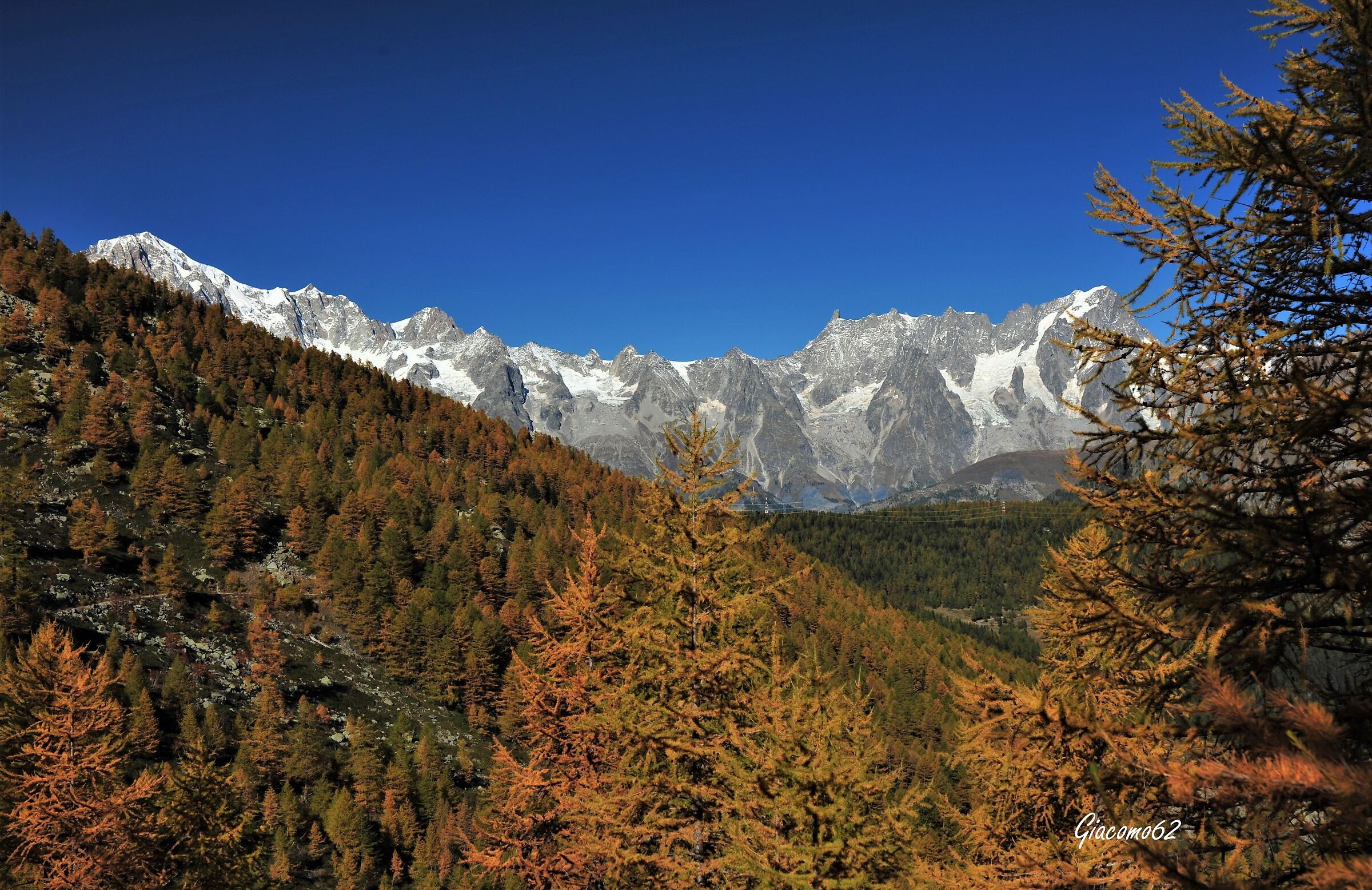Foliage verso il Bianco