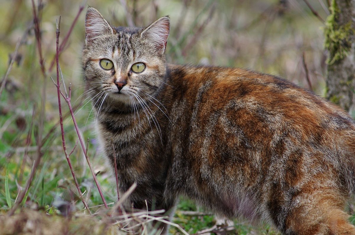 Gatto selvatico? forse no, forse si..