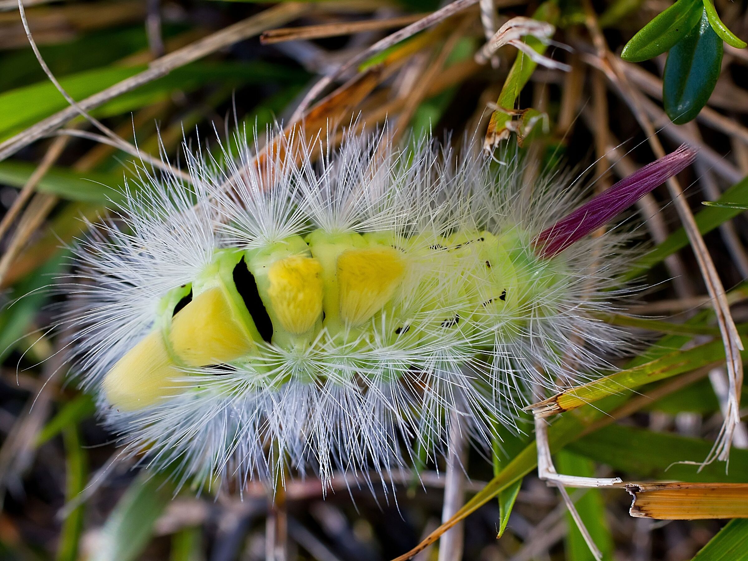 Calliteara pudibunda