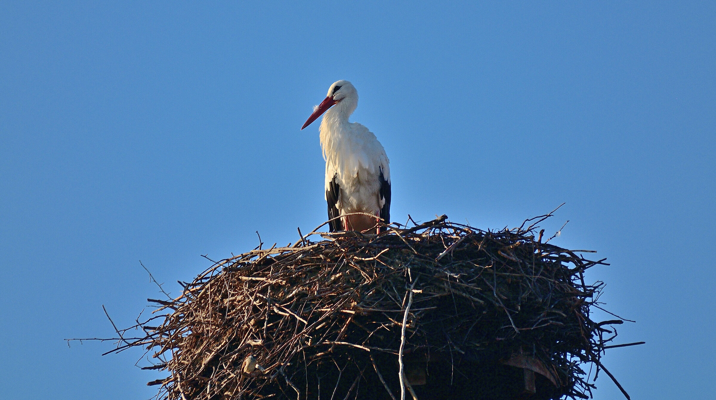Centro Cicogne Racconigi...